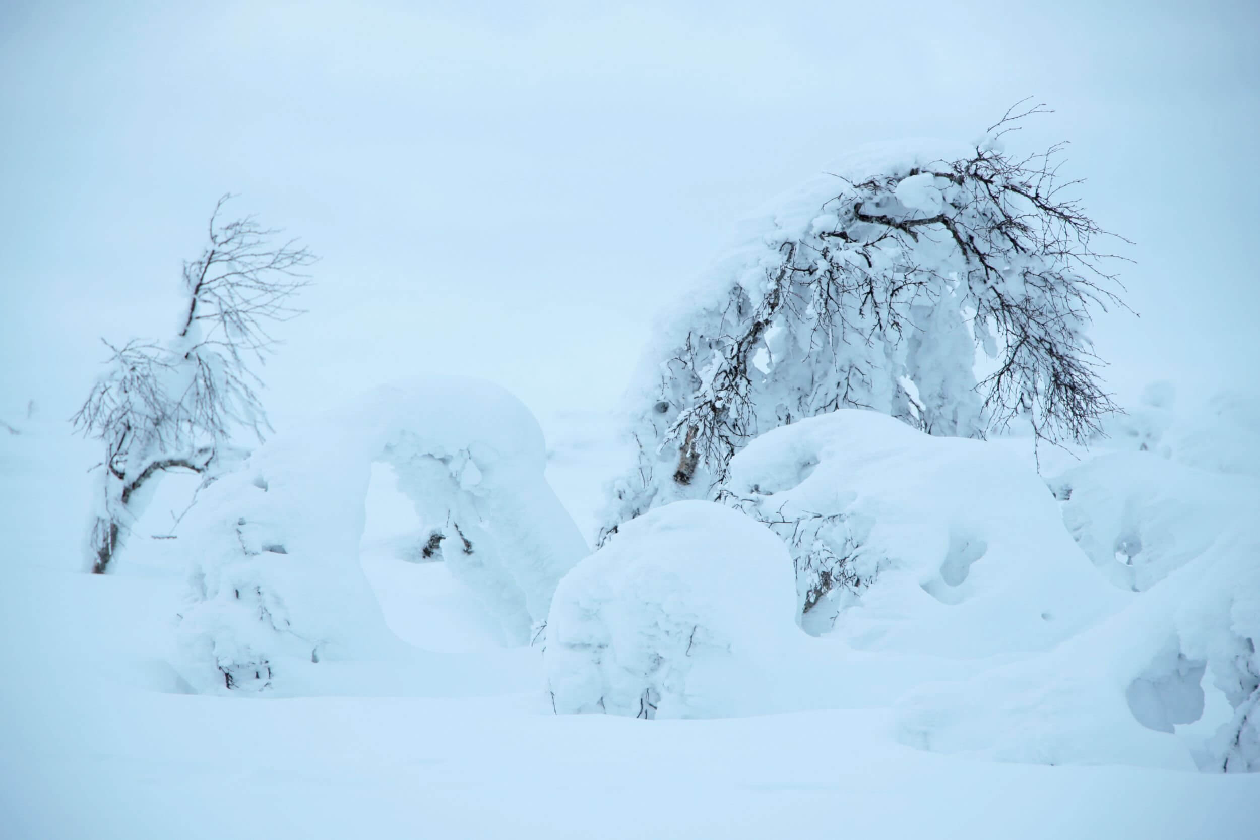 Tykkylumien irtoaminen alkaa ensiksi korkeampien tunturikoivujen ympäriltä. Taipuneet rungot ja suuret oksat ponnahtelevat näkyviin varmana kevättalven merkkinä. Kuva:.