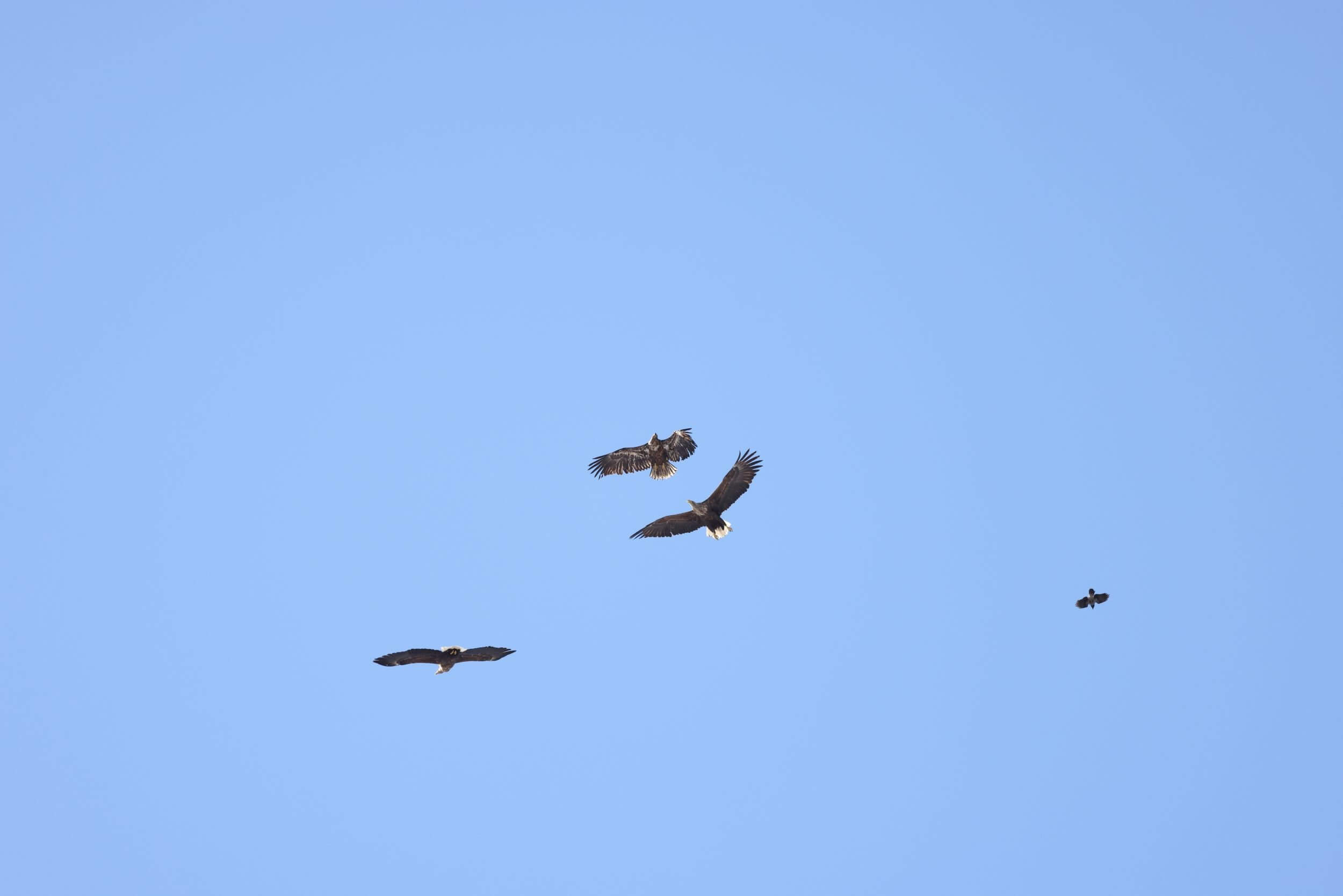 Aikuiset merikotkat. Kuva: Pertti Koskimies.