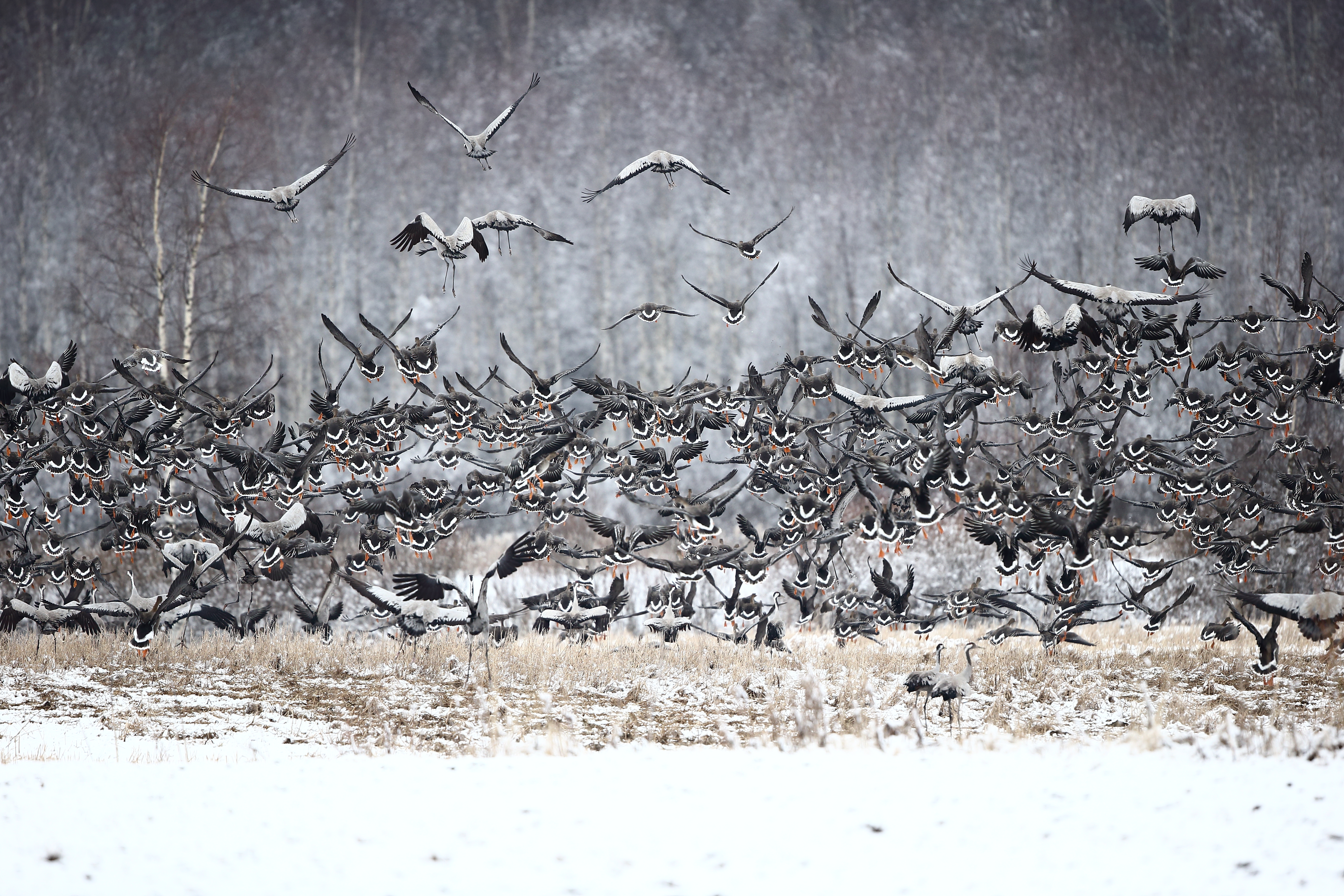Pääsyy lintujen kerääntymiseen parviksi on pedon tai muun vaaran havaitseminen ajoissa. Kuva: Pertti Koskimies.