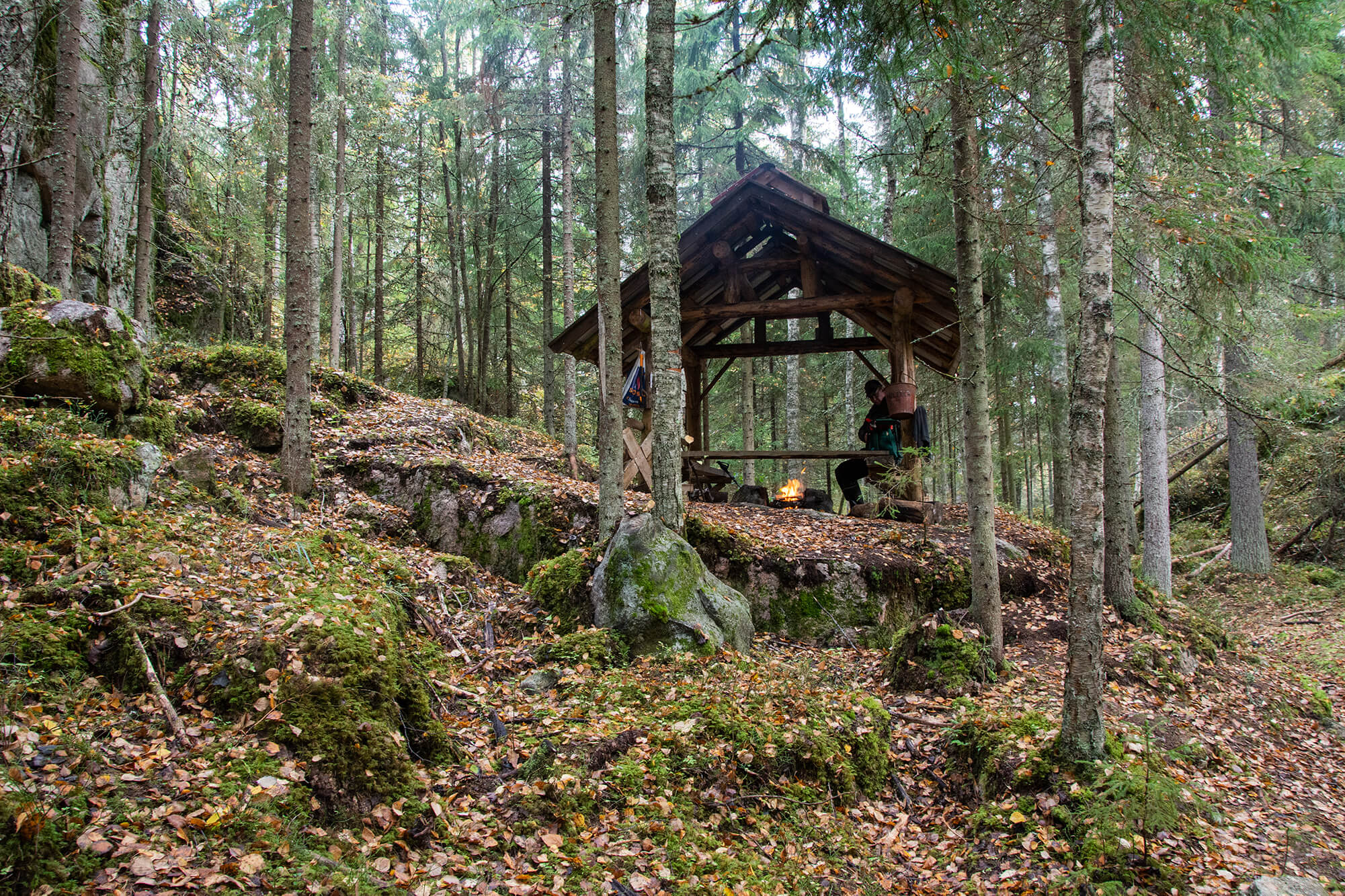 Metsäkoivula. Kuvat: Raija Hentman.