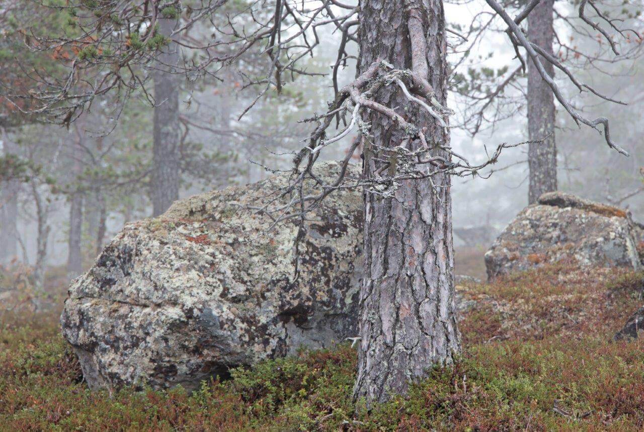 Lokakuun hälvenevä aamusumu korostaa vanhan vaaramaiseman erämaista tunnelmaa. Siirtolohkareet ja mäntyaihkit panevat retkeilijän miettimään ajan kulkua luonnon eri elementeissä. Kuva: Matti Mela.