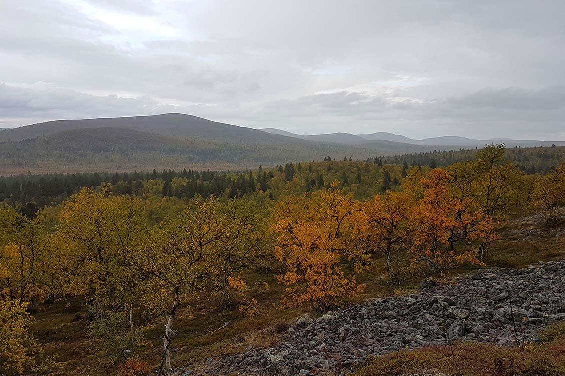 Muotkatunturien eteläosissa Gáisavárrien rykelmä levittäytyy lähes kuin Pallaksen kerojen ketju. Kuva: Jouni Laaksonen.