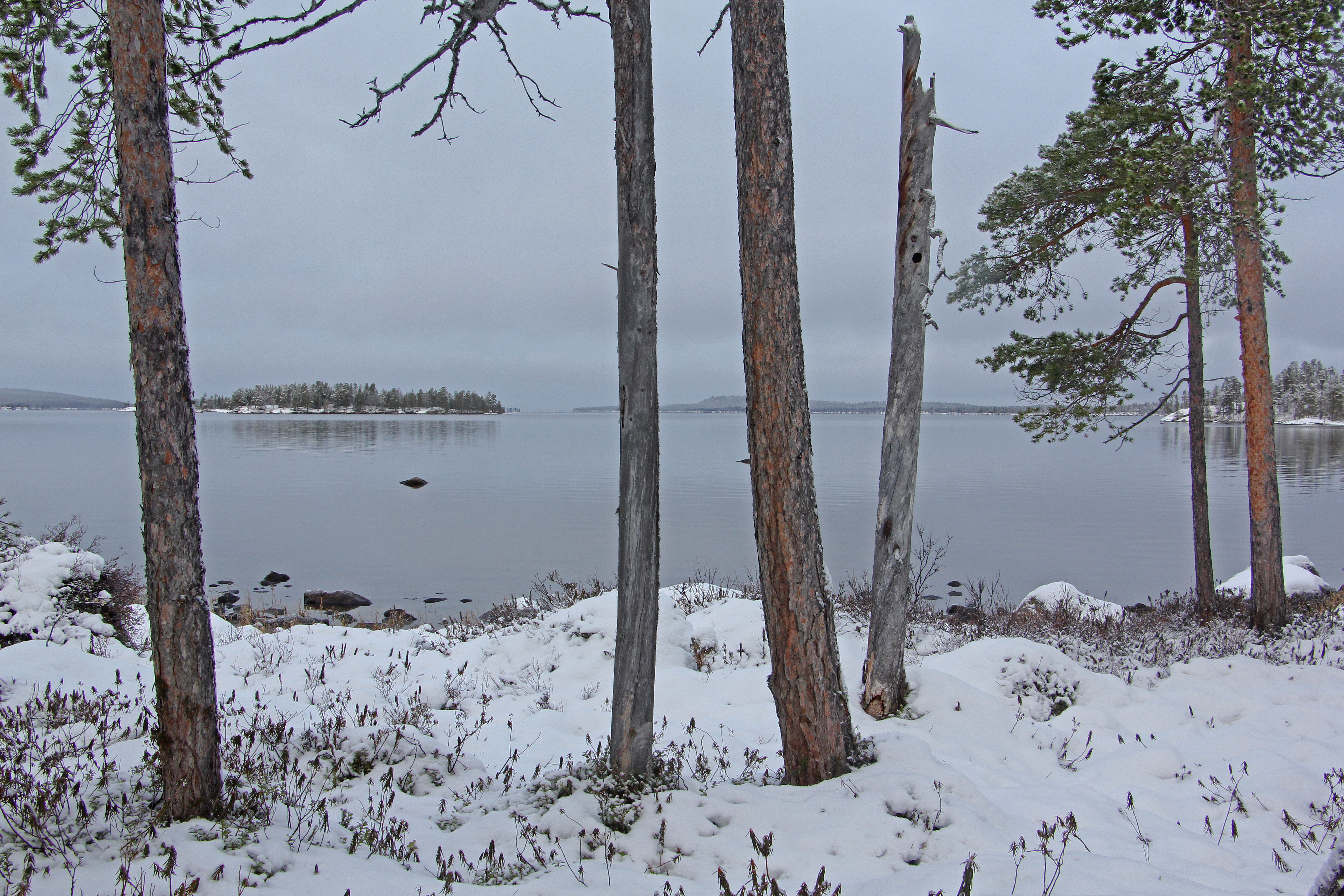 Loka-marraskuun vaihteessa muikkuparvet saapuvat suurilta seliltä kutualueilleen, joista parhaimpia ovat Nanguniemen ympäristön matalikot. Kuva: Matti Mela.