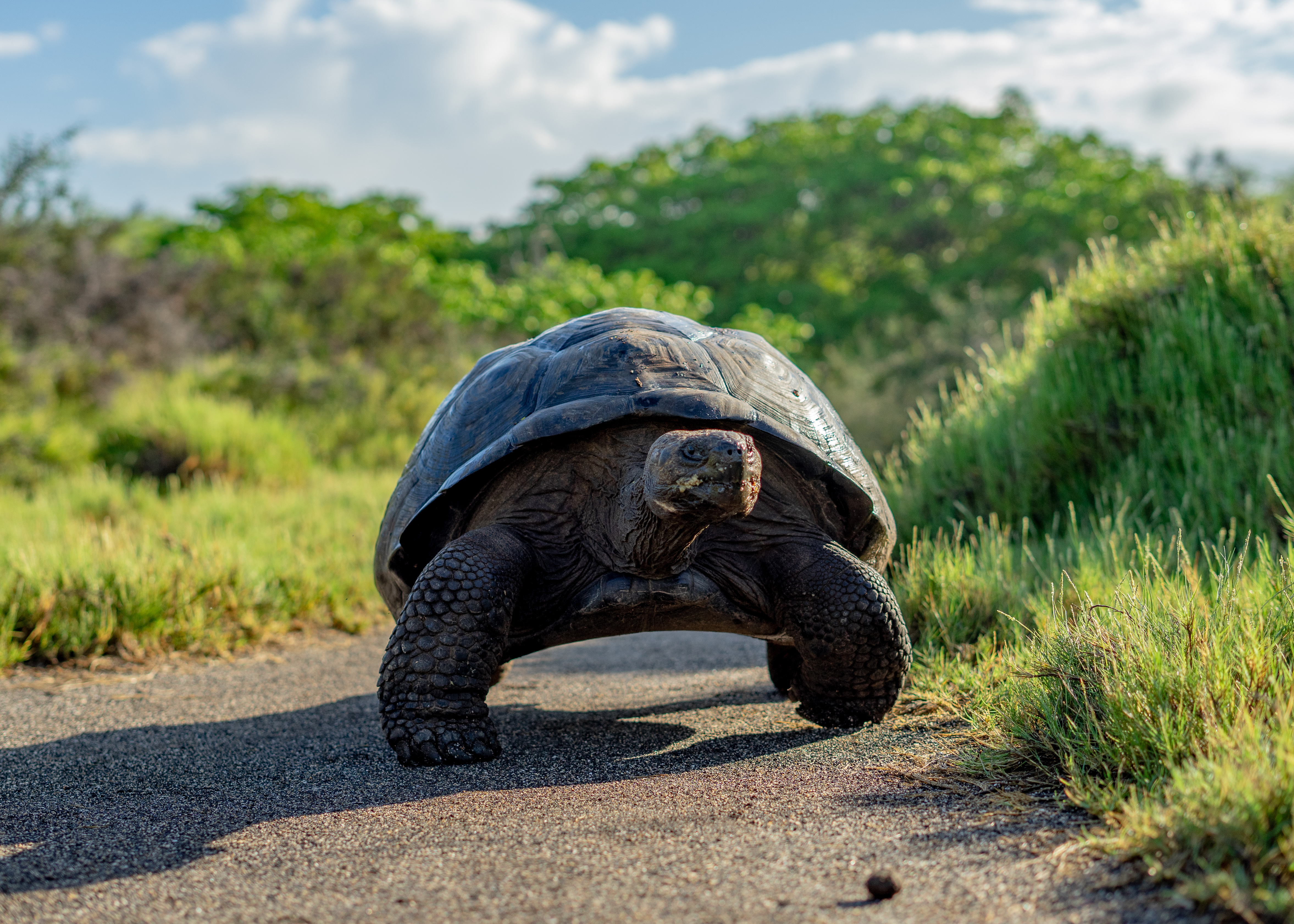 Norsukilpikonna on tavallinen näky Galapagossaarilla.