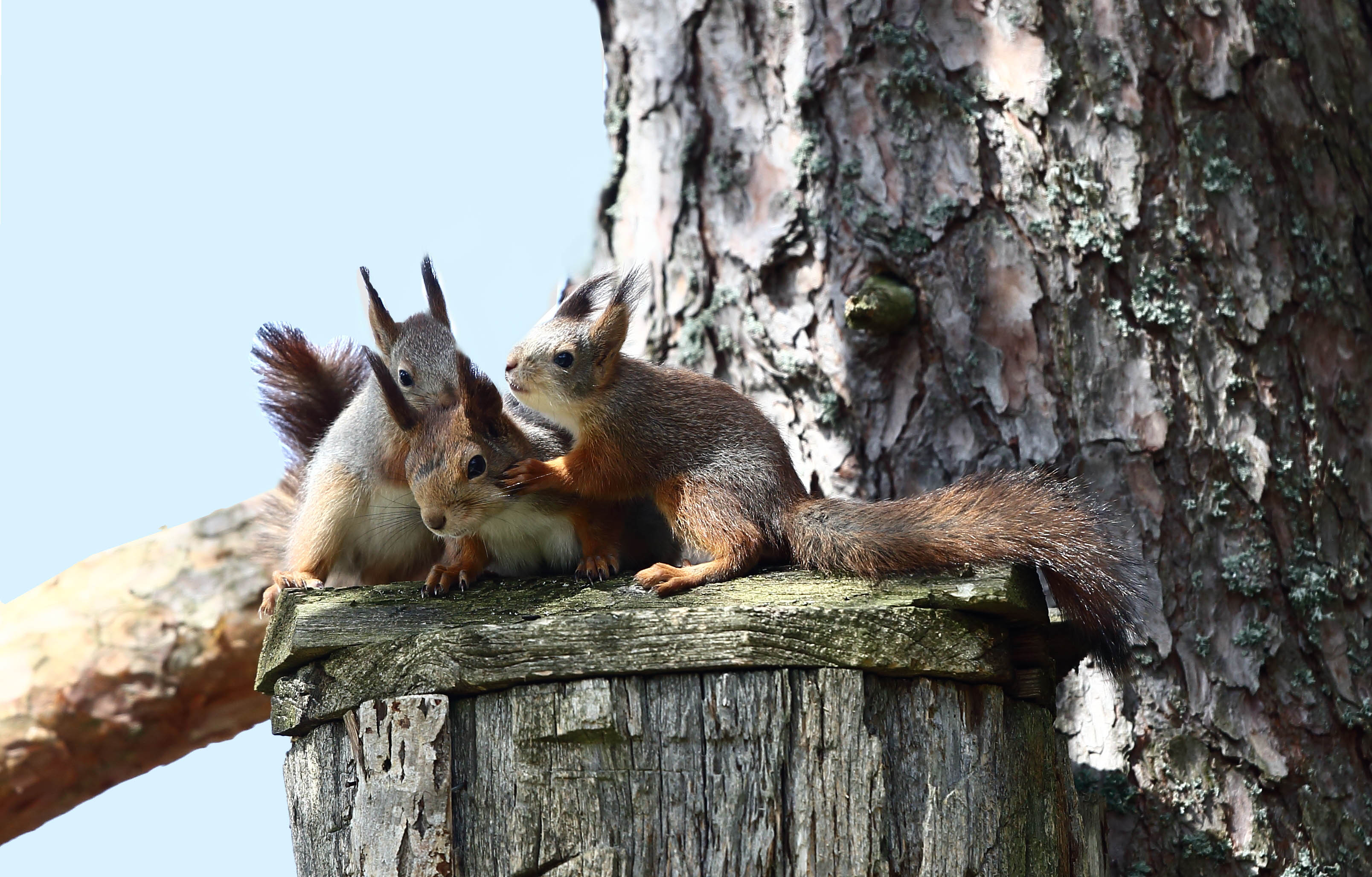 Oravan lapsionni on ihmisenkin ilo. Kuva: Pertti Koskimies.
