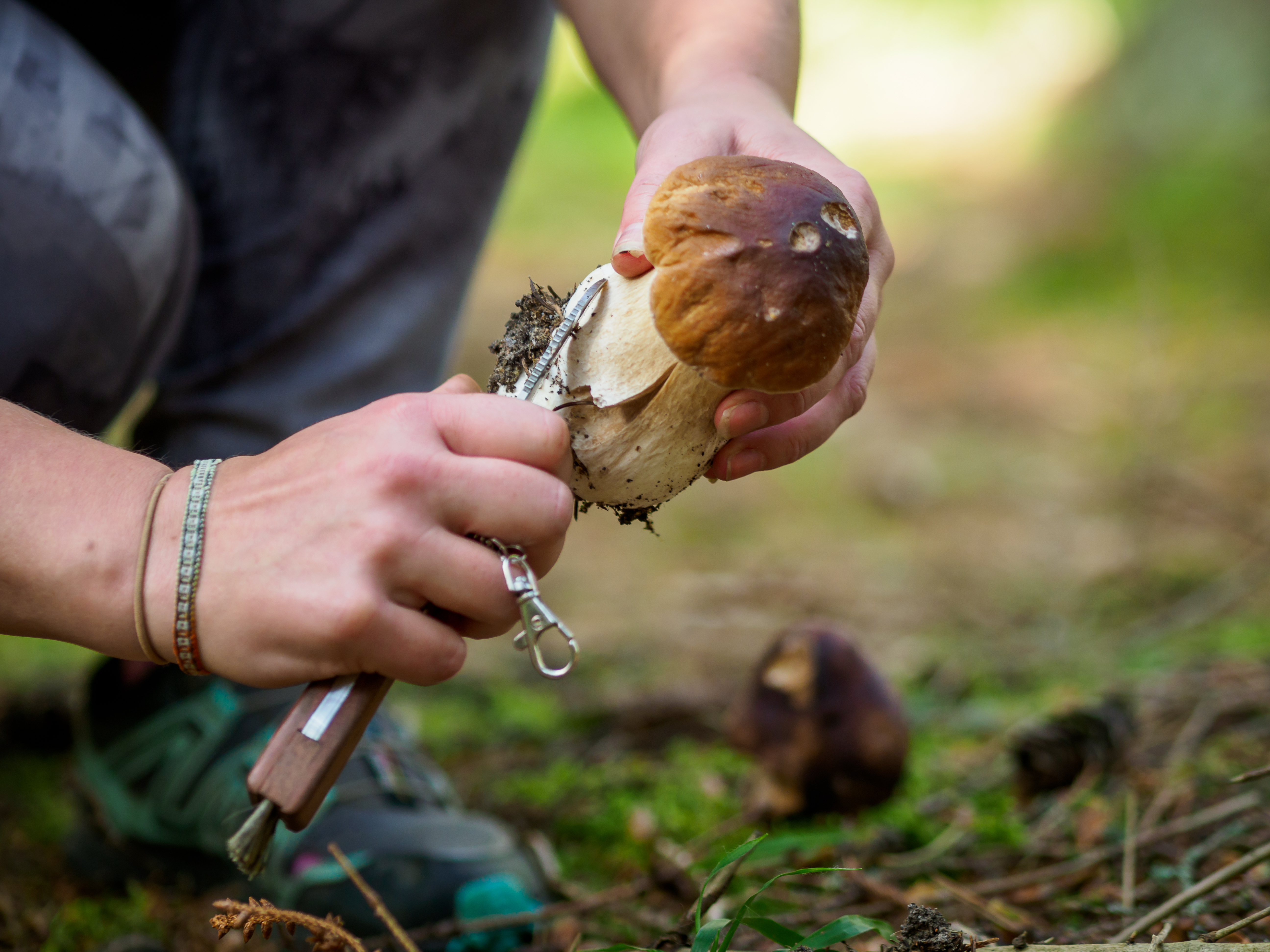 Herkkutatti, kuten sienet yleensä, on hyvä putsata sieniveitsellä heti poiminnan jälkeen. Kuva: Sampsa Sulonen.