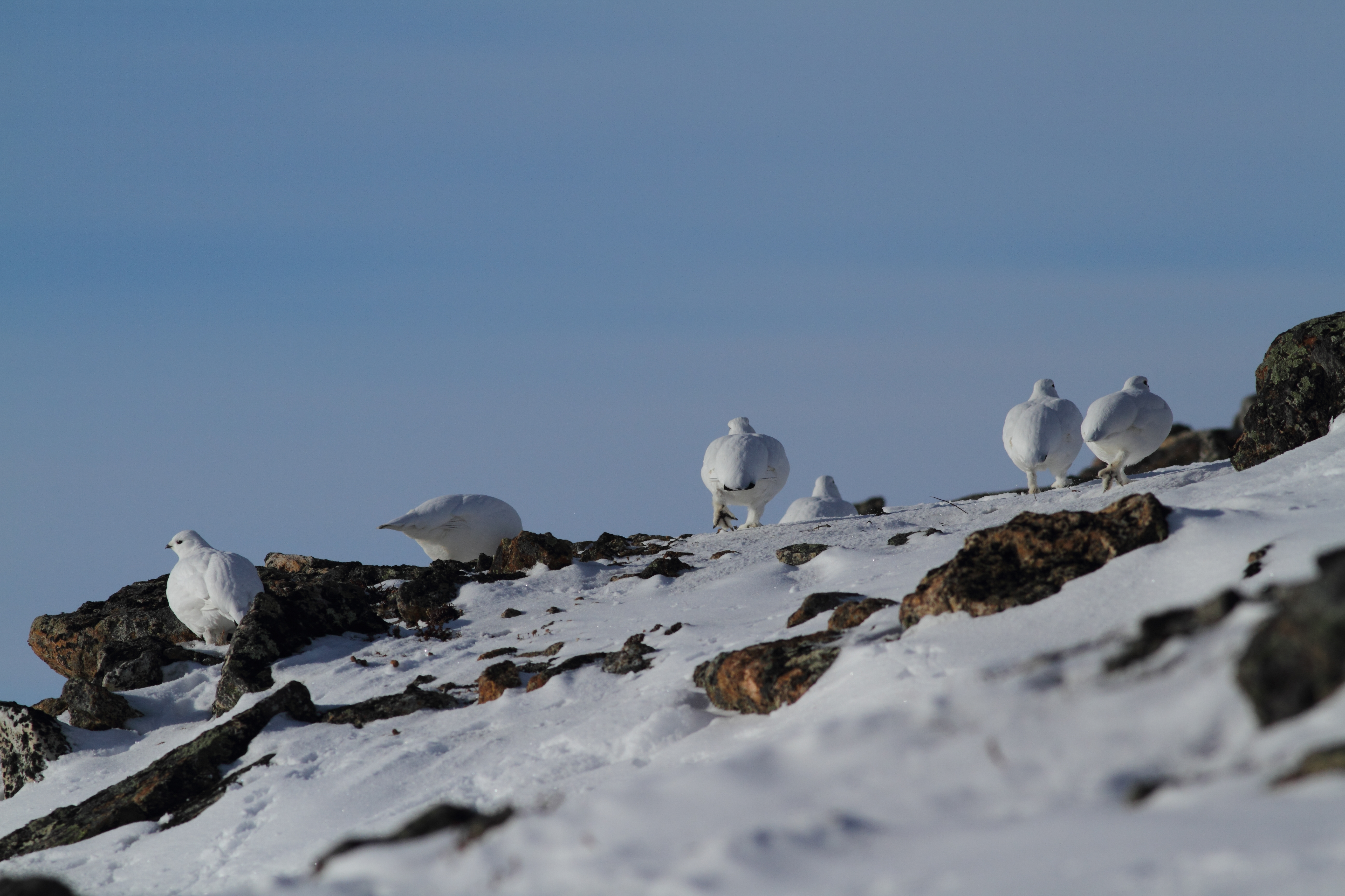 Pohjoisen eläimet ja kasvit eivät ehdi sopeutua näin nopeasti lämpenevään talveen. Metsän vallatessa paljakkaa kiirunan ja tunturihaukan elämänpiiri pienenee. Kuvat: Pertti Koskimies,Pohjoisen eläimet ja kasvit eivät ehdi sopeutua näin nopeasti lämpenevään talveen. Metsän vallatessa paljakkaa kiirunan ja tunturihaukan elämänpiiri pienenee.