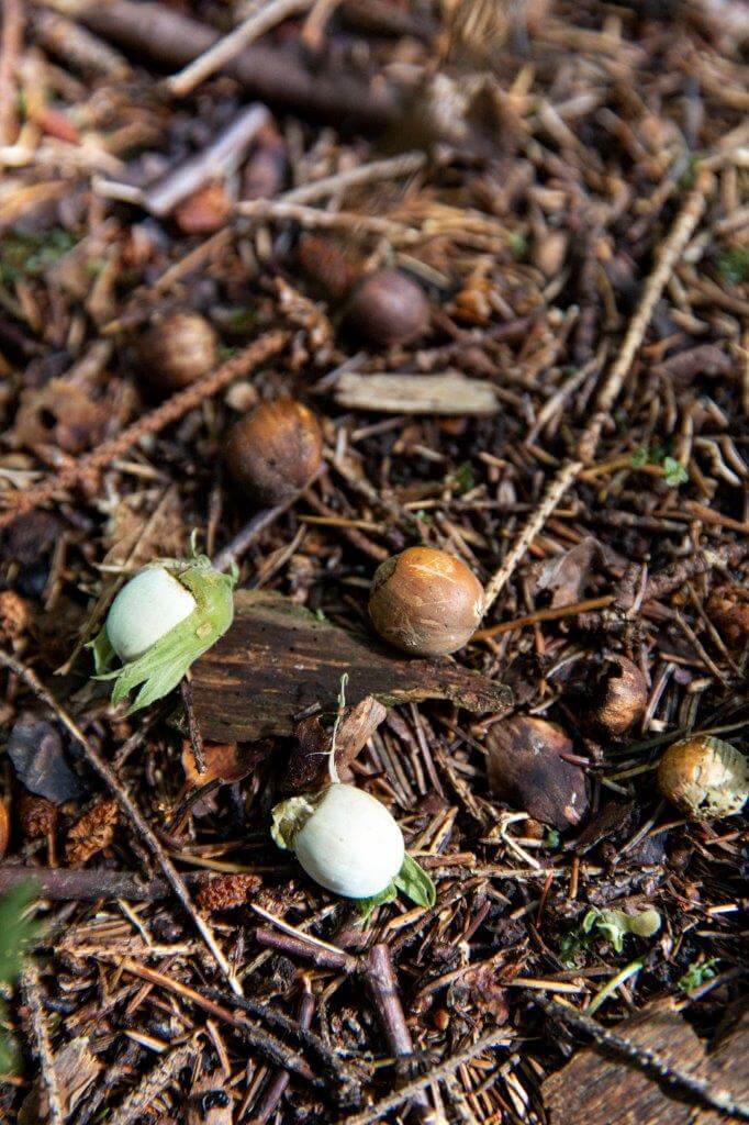 Tältä näytti Maunulan pähkinäpensaslehdossa Helsingissä elokuun alussa. Osa hasselpähkinöistä kypsyi vielä tiukasti pensaassa, mutta ruskeita pähkinöitä oli pudonnut maahankin.