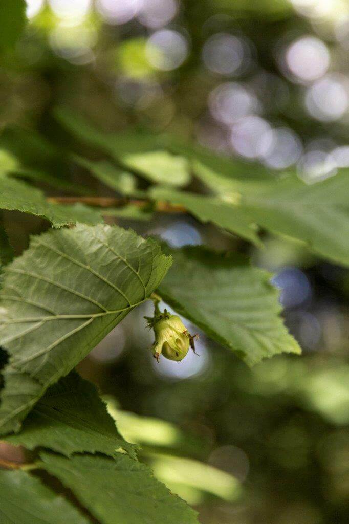 Tältä näytti Maunulan pähkinäpensaslehdossa Helsingissä elokuun alussa. Osa hasselpähkinöistä kypsyi vielä tiukasti pensaassa, mutta ruskeita pähkinöitä oli pudonnut maahankin. Kuvat: Aino Huotari.