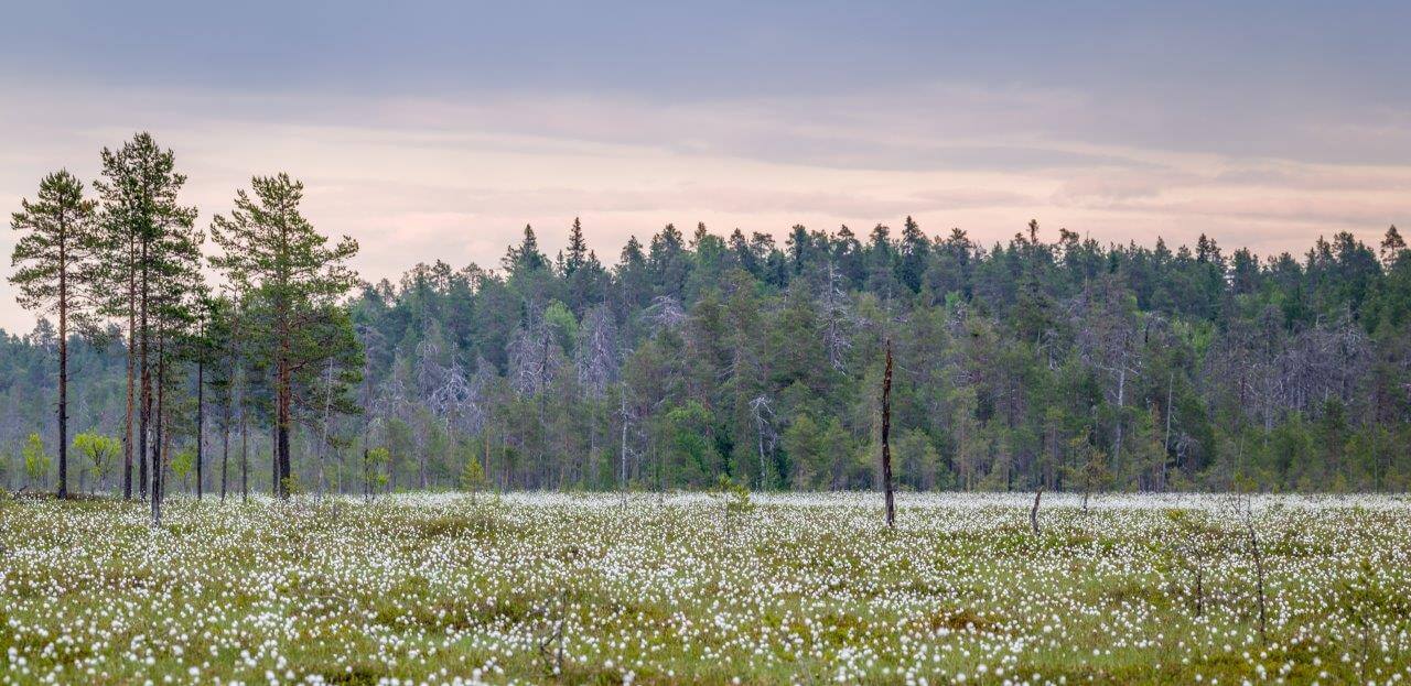 Surkansuon tupasvillameri kesäkuun iltana. Surkansuota pääsee ihailemaan kiertämällä 3,3 km pituisen Lakkapolun. Kuva: Heikki Saari.