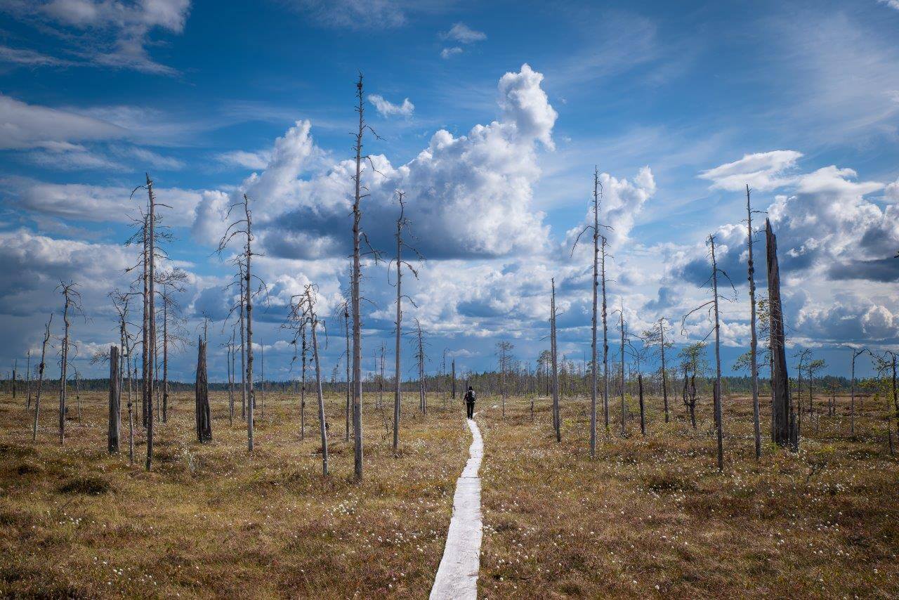 Patvinkierron reitistä lähes 10 kilometriä kulkee pitkospuilla. Kuva: Heikki Saari.