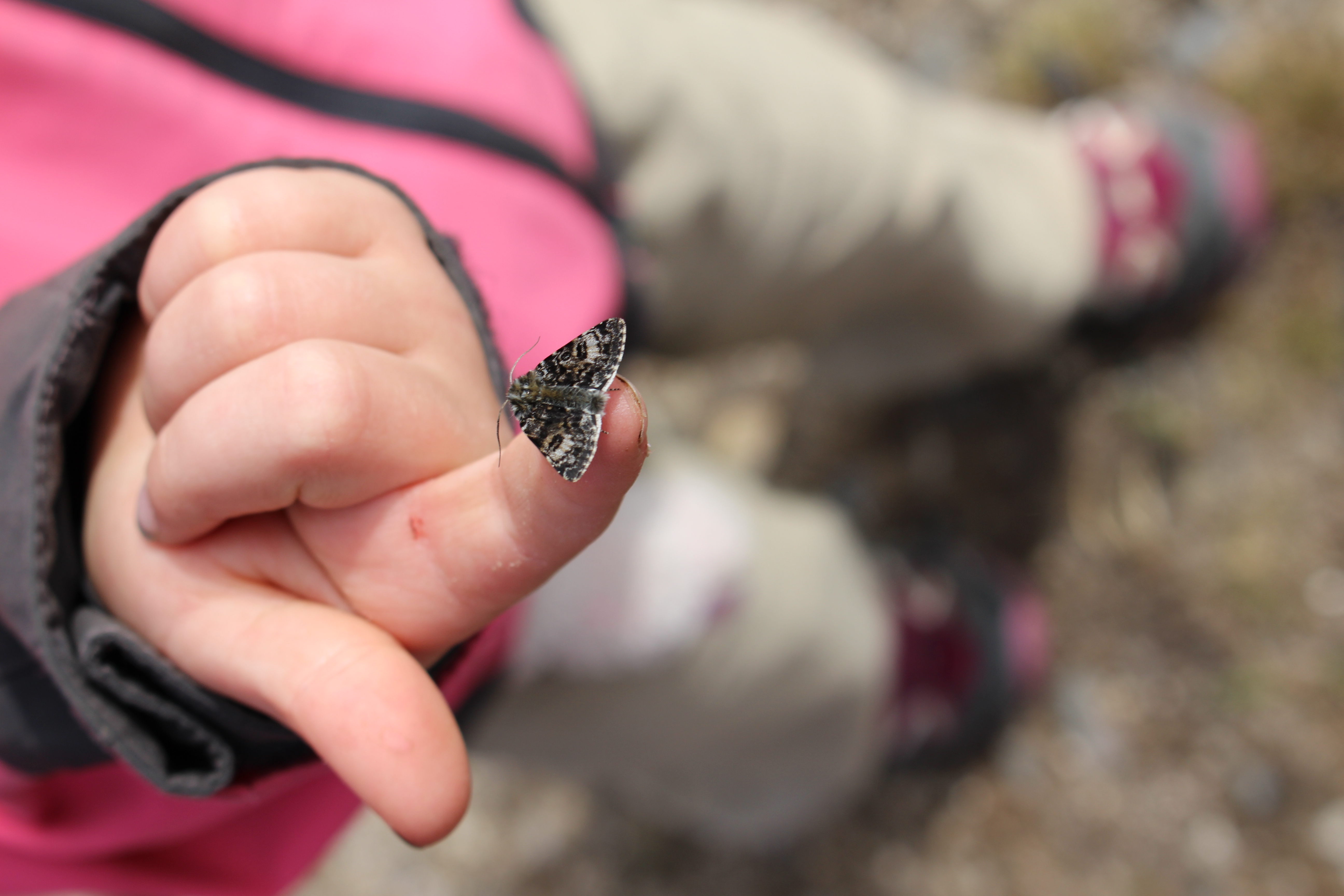 Kuopus sai monta kaveria matkan aikana. Tämä perhosystävä istuutui hetkeksi sormelle. Kuva: Jouni Laaksonen.