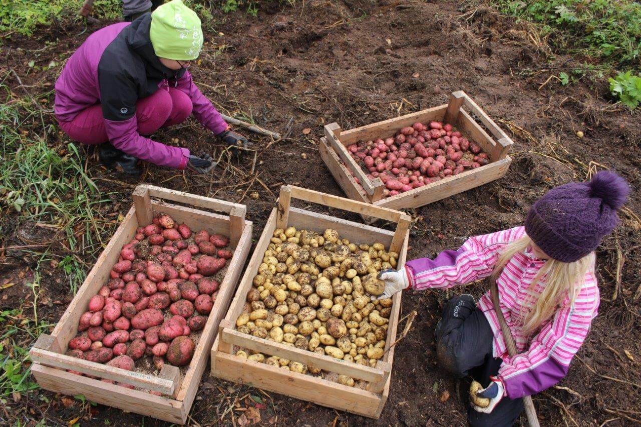 P niin kuin perunannosto!