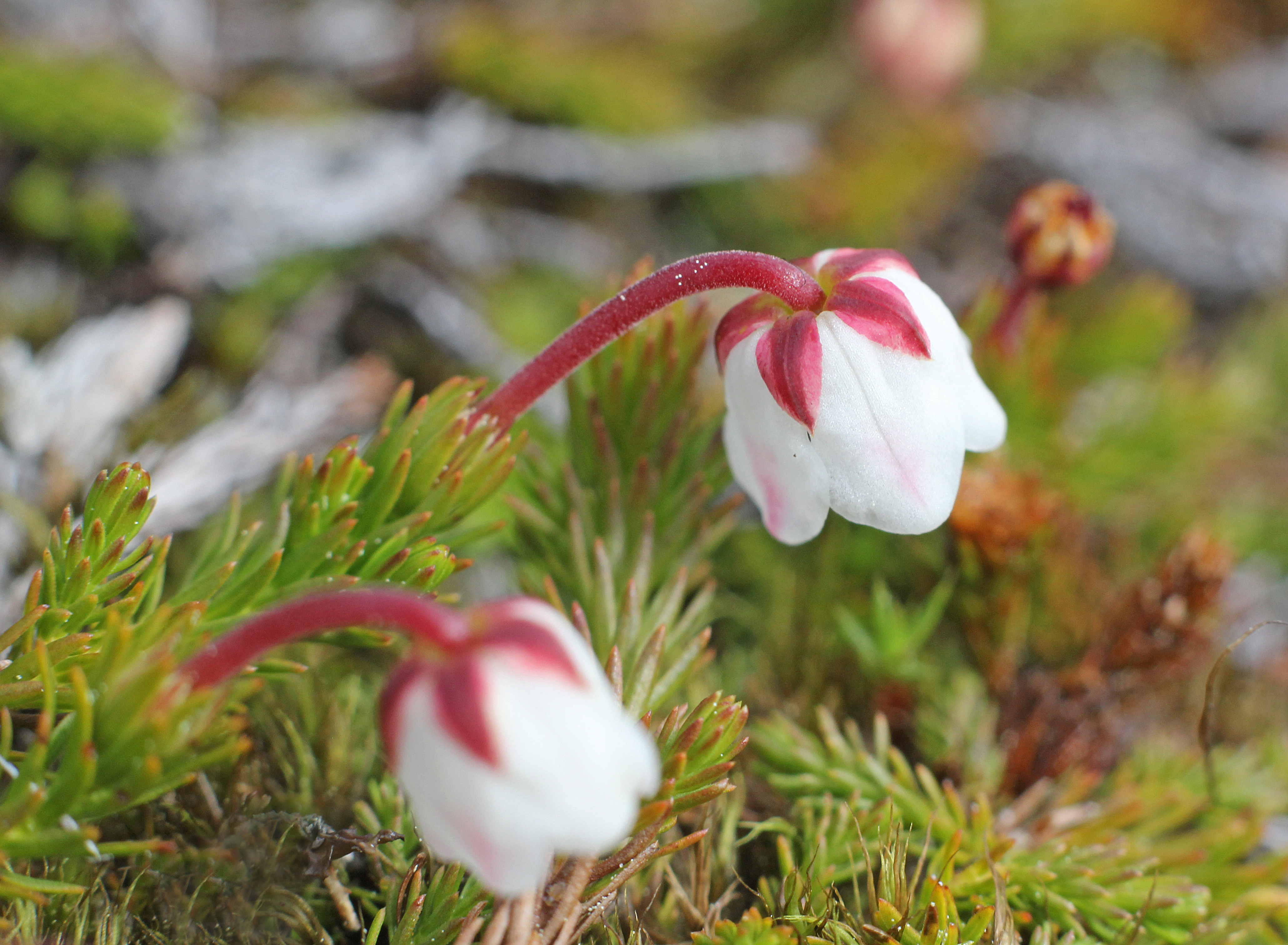Sammalvarpiossa on jotain erityisen kiehtovaa. Sen hienostuneen kaunis ja pieni kukka nousee sammaleen näköisestä varresta ja kasvi esiintyy kiinnostavasti lumenviipymillä ja kalliotasanteilla. Kuva: Matti Mela.