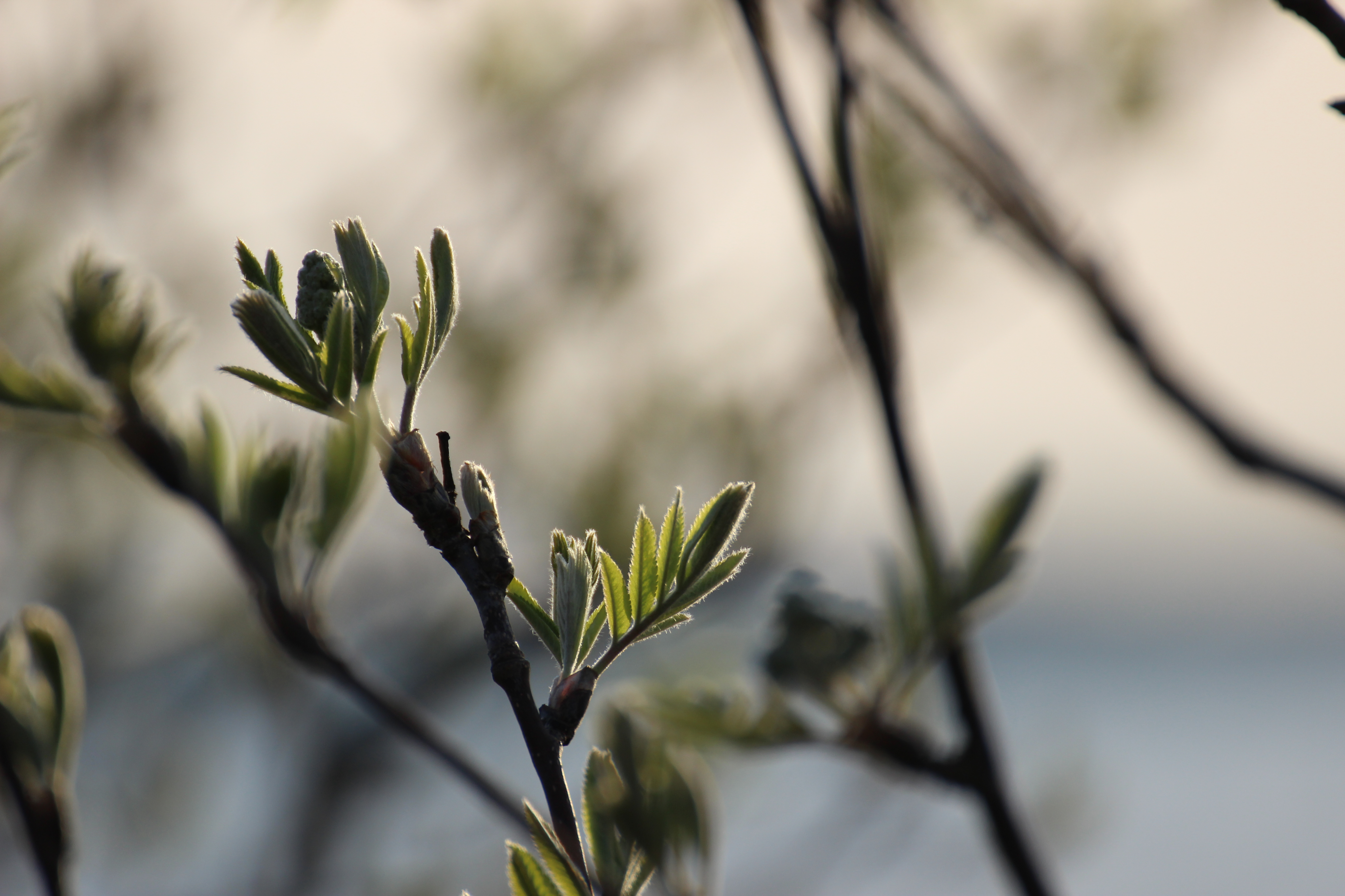 Pihlajansilmuja. Kuva: Anna Nyman.