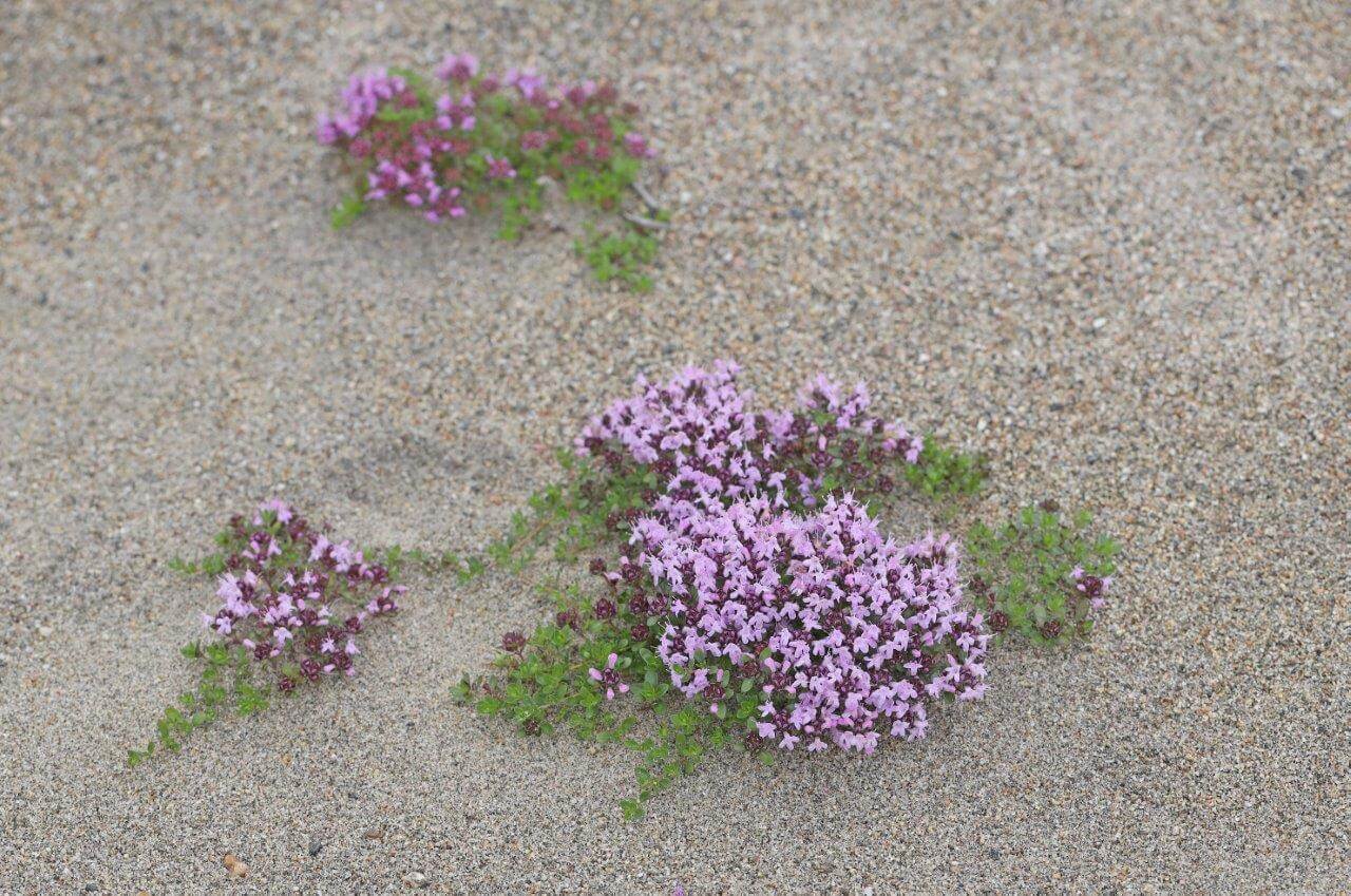 Eteläisen kangasajuruohon alalaji tenonajuruoho on levinnyt Siperiasta Jäämeren rantoja myöten Tenon vesistön rantahietikoille. Kuva: Matti Mela.