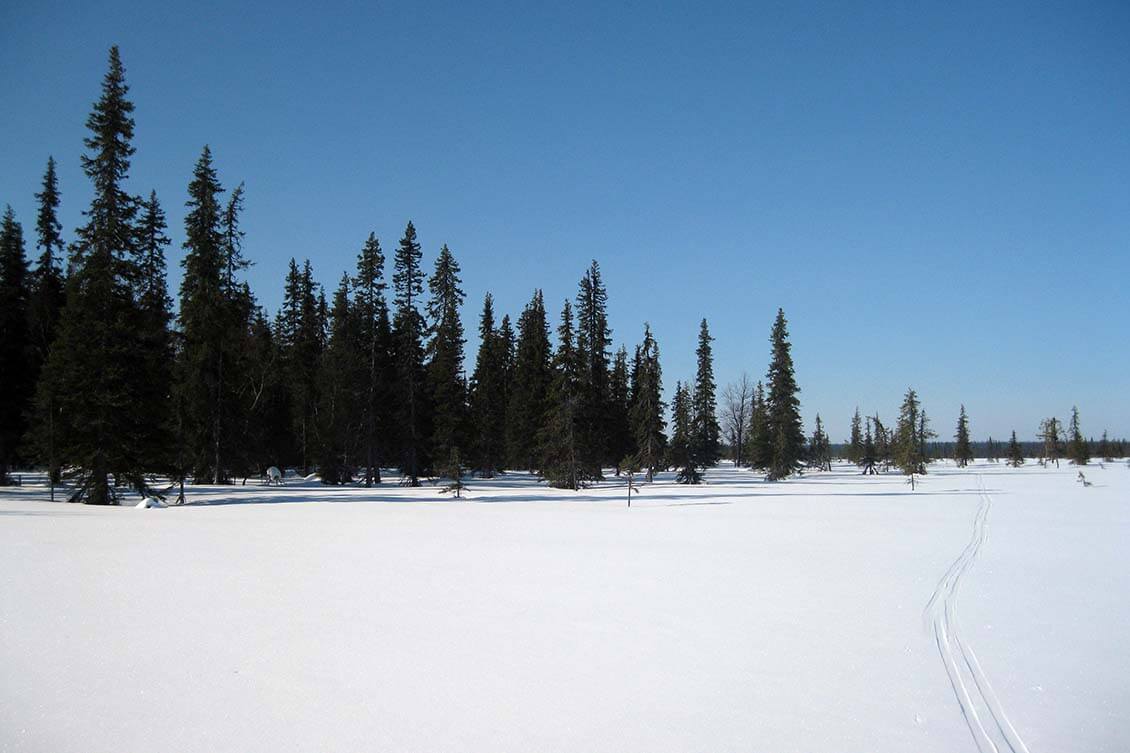 Pomokairalle tyypillistä maisemaa: aapasuon laidalla kohoaa kuusikkovyö. Kuva: Jouni Laaksonen.