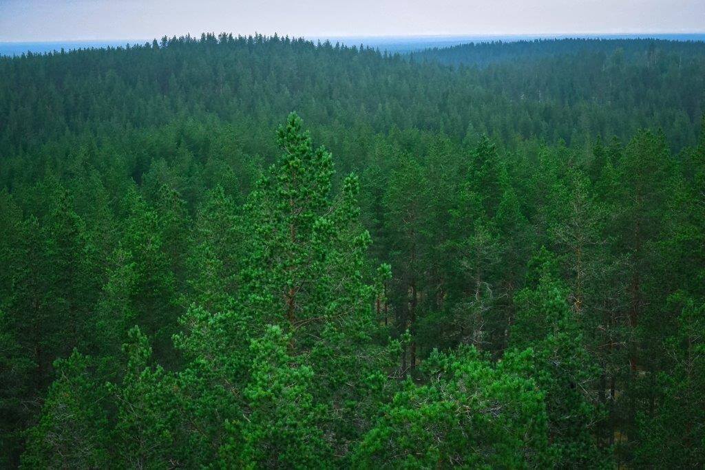 Maisema Pookin tornista.