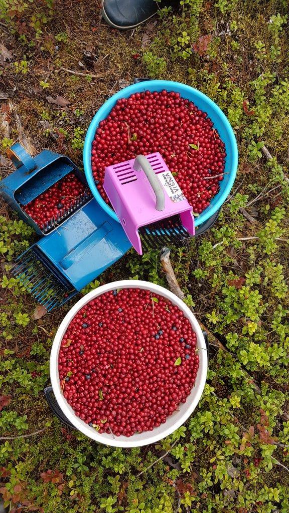 Vai sittenkin P niin kuin puolukka?