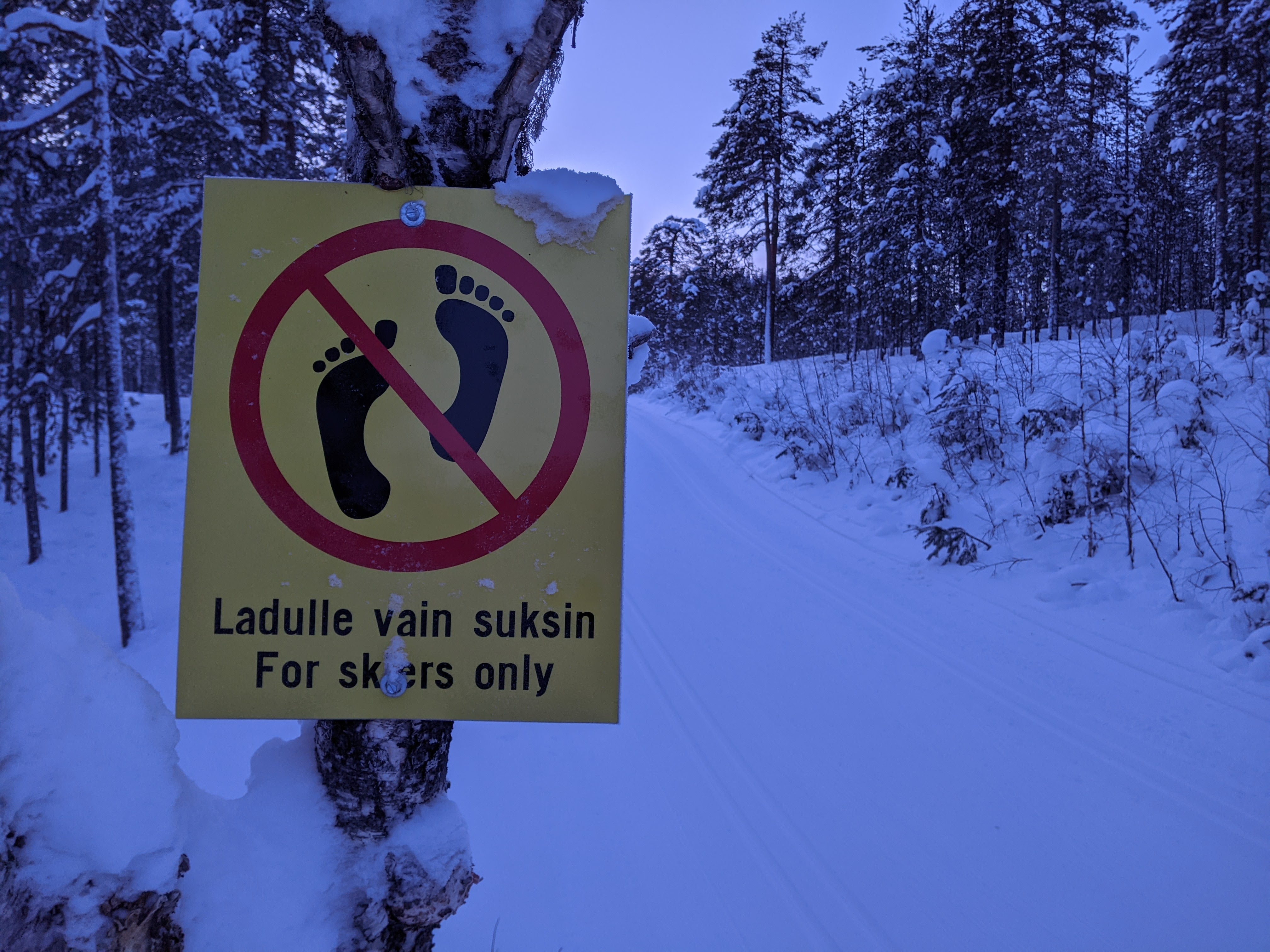 Hoidetulle ladulle ei ole asiaa muuten kuin sukset jalassa. Kuva: Sampsa Sulonen.