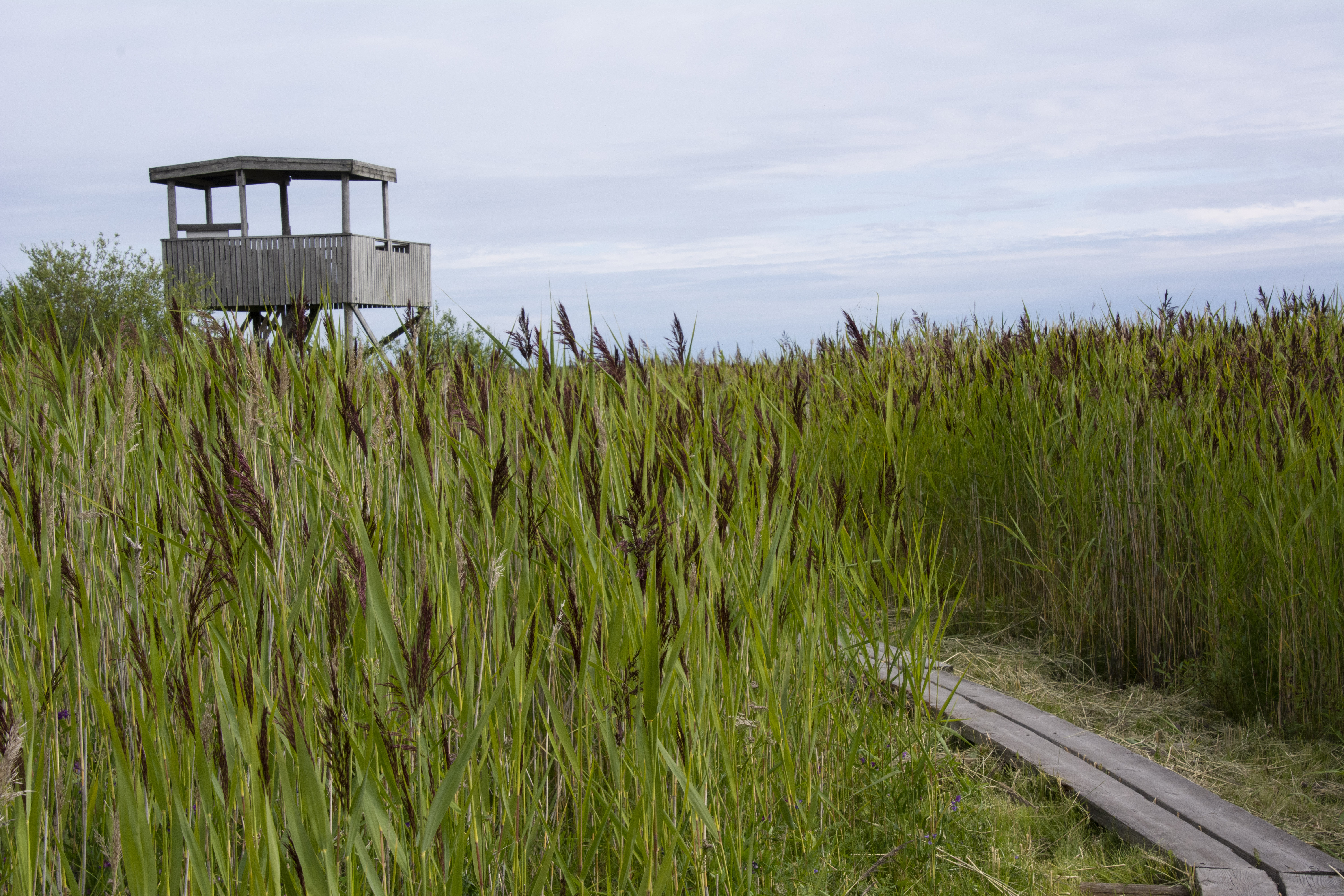 Rummelö–Harrbådanin lintuvesialue ja luontopolku (4 km) löytyvät, kun katsetta siirtää kartalla pari kilometriä Kokkolan keskustasta pohjoiseen. Kuva: Raija Hentman.