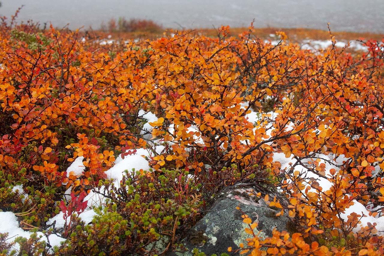 Toisinaan ensilumi ehtii verhota tulipunaisena hehkuvat vaivaiskoivun lehdet. Kuva: Sauli Herva.