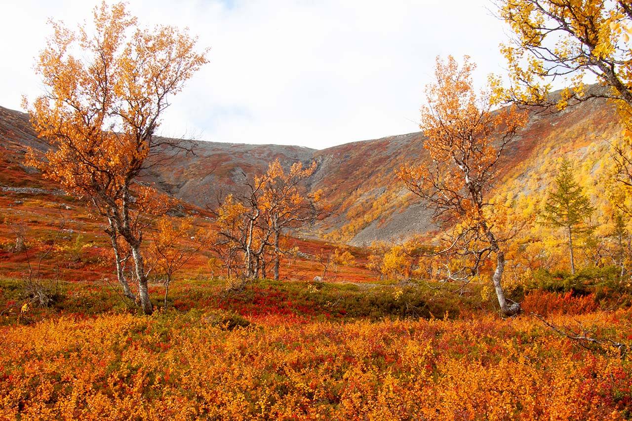 Ruskan värikylläistä loistoa komeimmillaan, Pyhäkuru. Kuva: Sauli Herva.