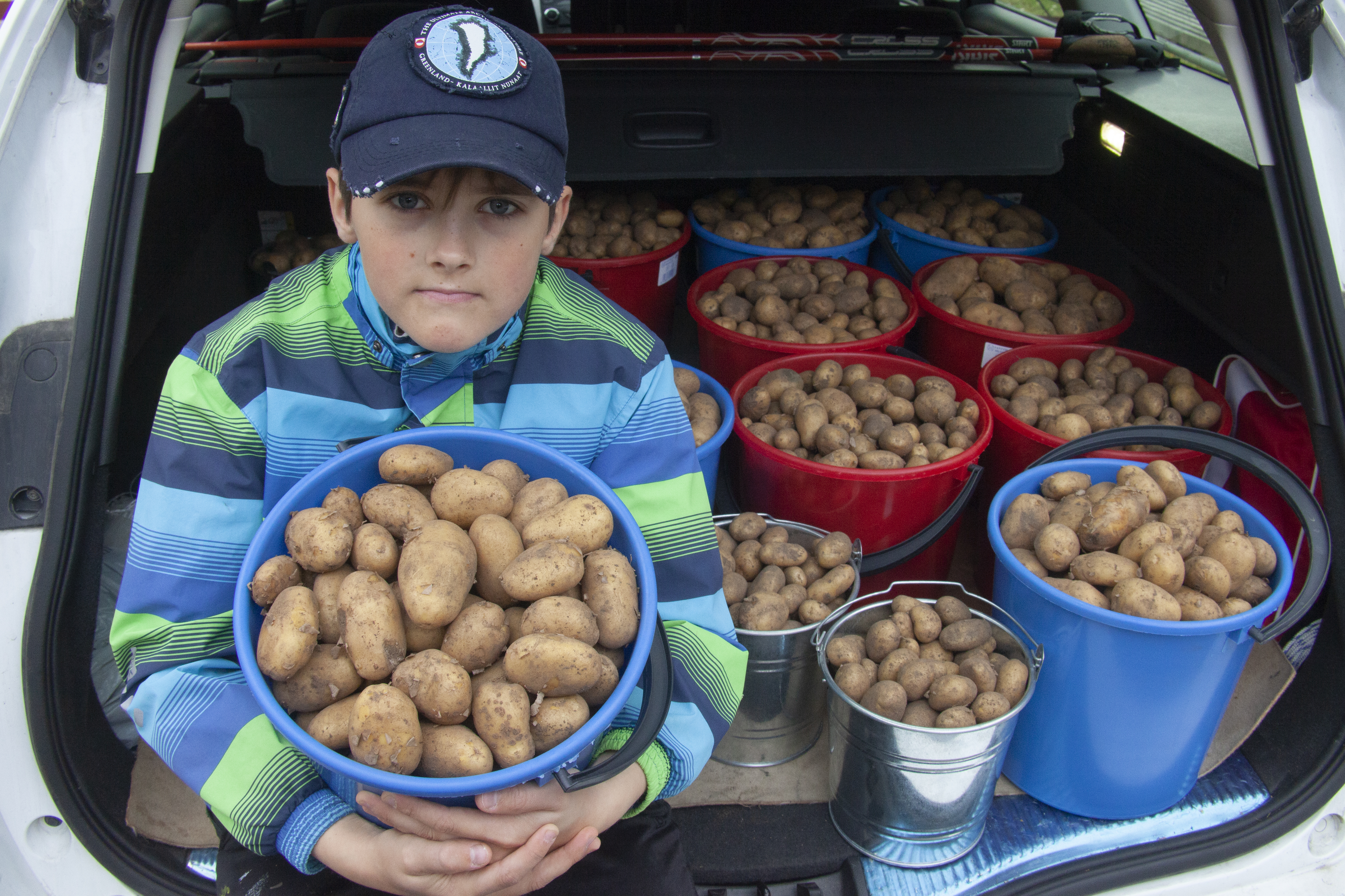 29. syyskuuta, sunnuntai. Potunnostoloman alkuun vielä kolmisen viikkoa. Pottu on nostettu ja varastoitu kuivaan ja viileään maakellariin. Hyvän kasvukauden ansiosta herkkuperunoita on saatu reippaasti yli oman tarpeen, joten some soimaan ja potut maailmalle lähiluomuruokaa arvostavien iloksi. Ämpärit kaupan päälle. Ennen vanhaan viikkorahoja ei tunnettu eikä annettu. Koululaisten piti ansaita itse omat taskurahansa. Kauppa se on, mikä kannattaa! Kuvat: Sauli Herva.