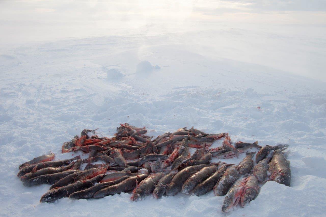 Melkoinen vonkale! Herkkuillallinen on taattu ainakin tälle päivälle.