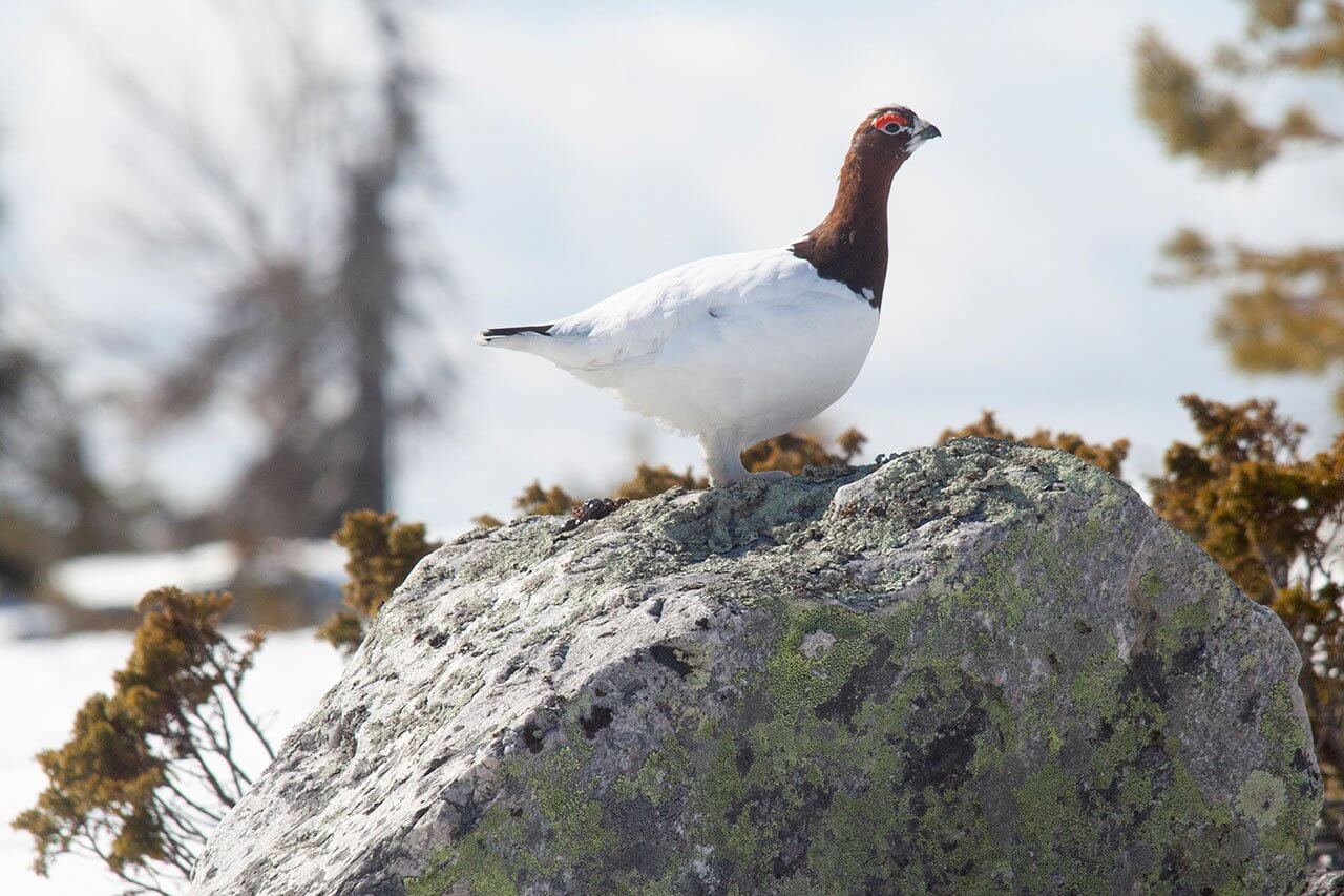 Vaihtoasuinen riekko arveli lohkareen päällä olevansa ehkä hyvässäkin näkösuojassa ja päästi hiihtäjät alle kymmeneen metriin ennen kuin älysi piilon paljastetuksi. Kuva: Sauli Herva.