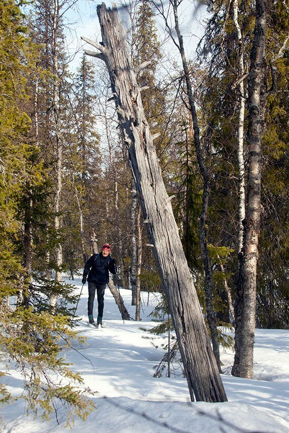 Pyhäjärvenlaen itäreunamilla kasvaa upeaa vanhaa metsää. Kuva: Sauli Herva.