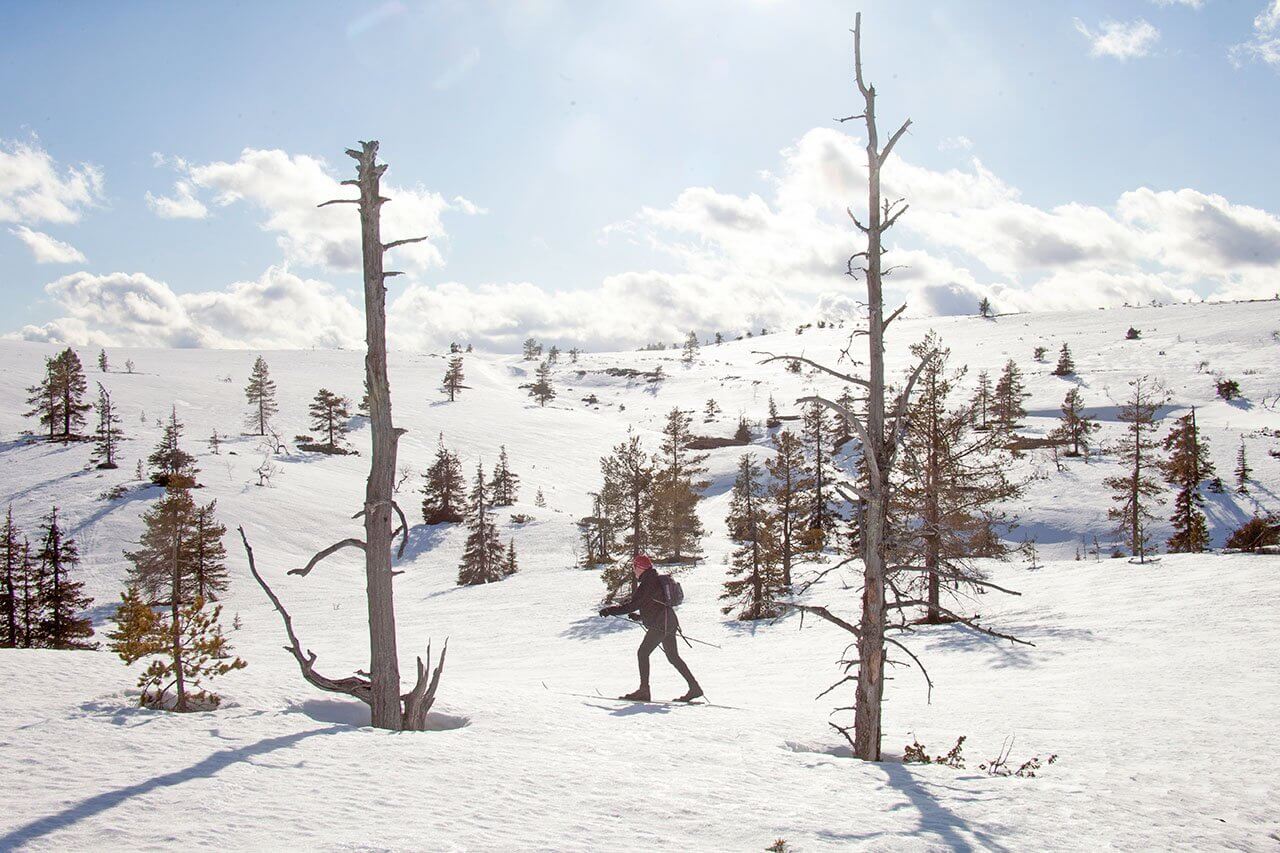 Pyhätunturin lakimaastoissa liikutaan mielenkiintoisesti kumpuilevalla puistomaisesti harvapuustoisella tunturinummella. Kuva: Sauli Herva.