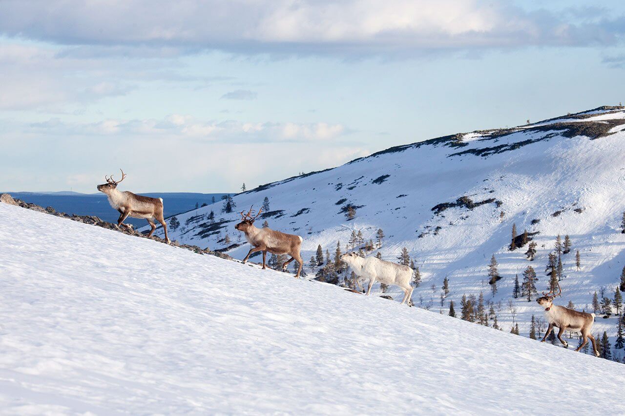 Avotunturissa palkiva porotokka on aina hieno kohtaaminen. Luonnonkirjon muinaisina kukoistusaikoina villipeurojen valtavat laumat laidunsivat Suomen metsissä ja tuntureilla. Kuva: Sauli Herva.