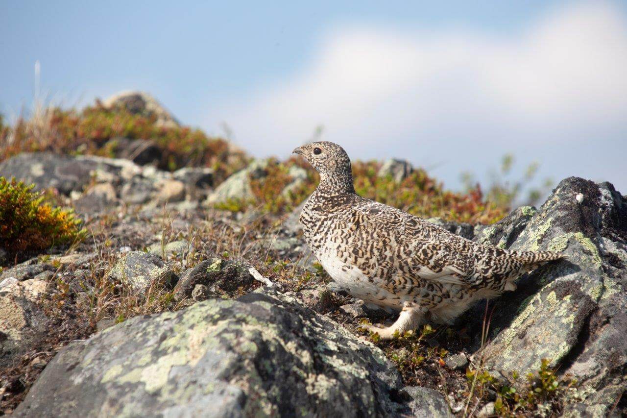 Villi luonto kunnioittaa anodisten urheutta ja ylistää sankareiden mainetekoja.