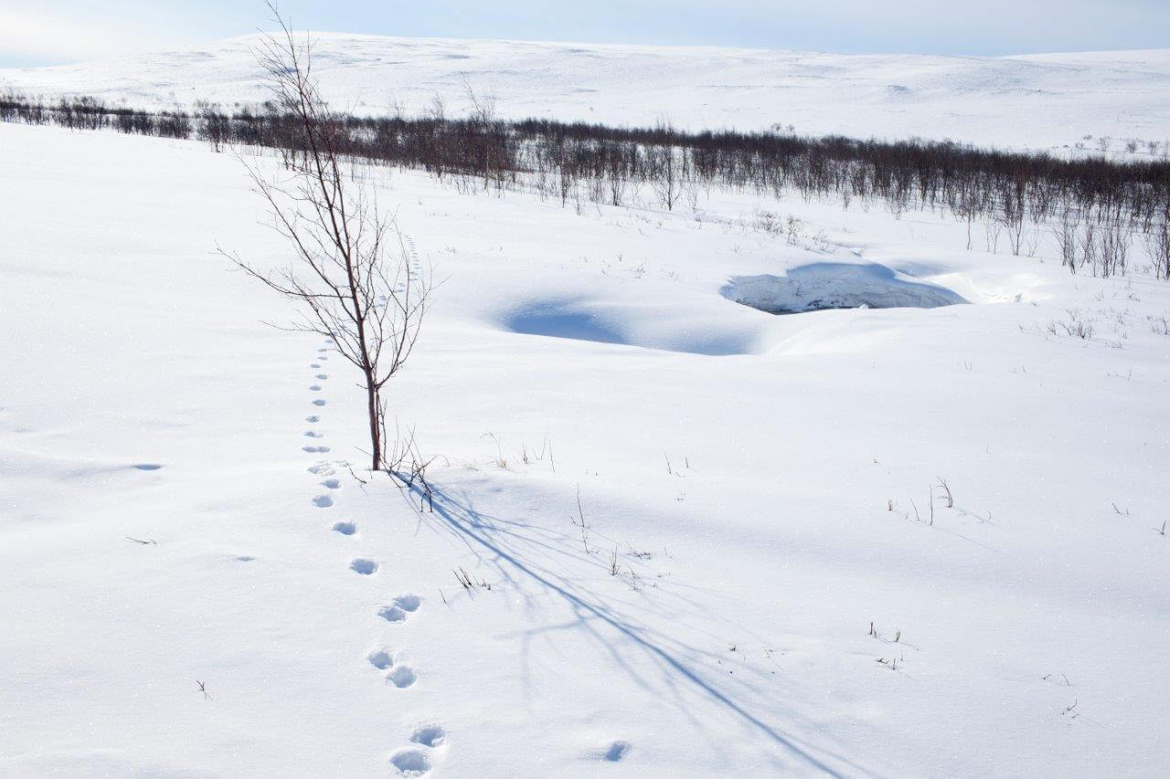 Kettu on painanut jäljet Käsivarren erämaan lumivalkoiseen hankeen.
