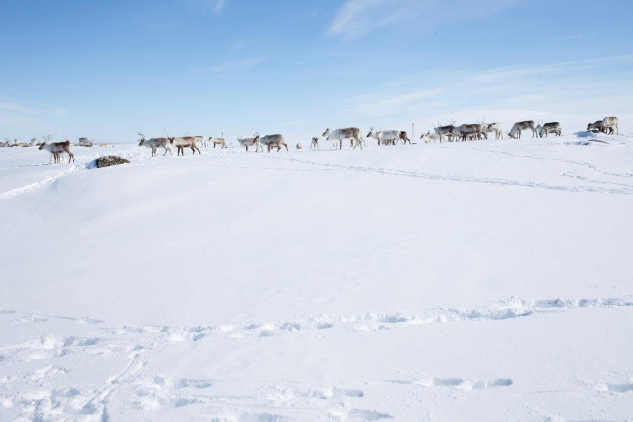 Porotokkaa palkimassa Käsivarren välituntureilla.