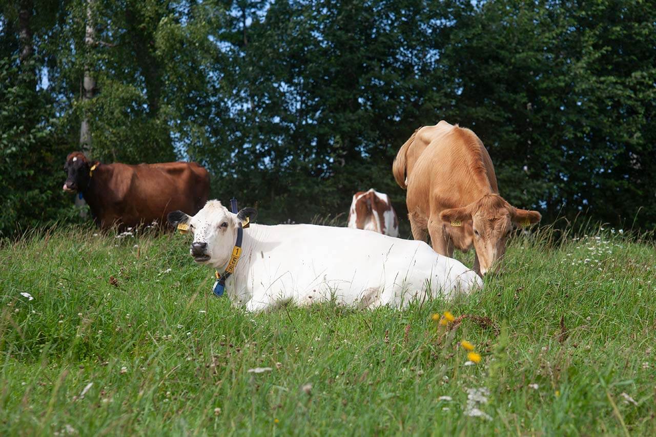 Sulkavan Lohikoskella sijaitseva Koskelan luomumaitotila on luonnonmukaiseen viljelyyn erikoistunut lypsykarjatila.  Alkuperäiskarja viihtyy ja voi hyvin tilan laitumilla. Kuva: Sauli Herva.
