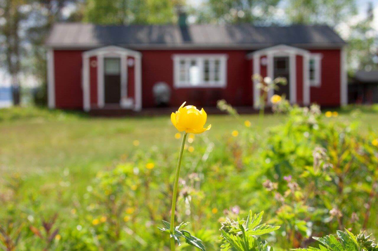 Juhannusloistoa kulleroniityillä.