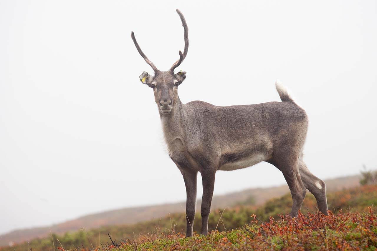 Ujo ja valpas Rouva Vaami säpsähtää karkuun valkoinen pakopeili vilkkuen. Kuva: Sauli Herva.