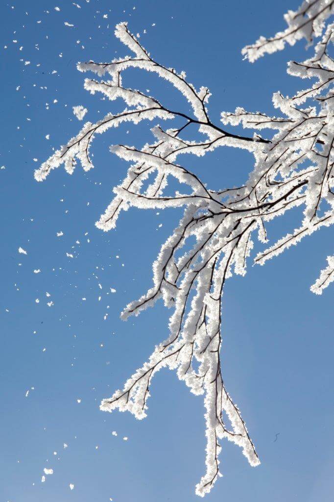 Huurretta muodostuu puiden oksille kireällä pakkasella tyynessä säässä.