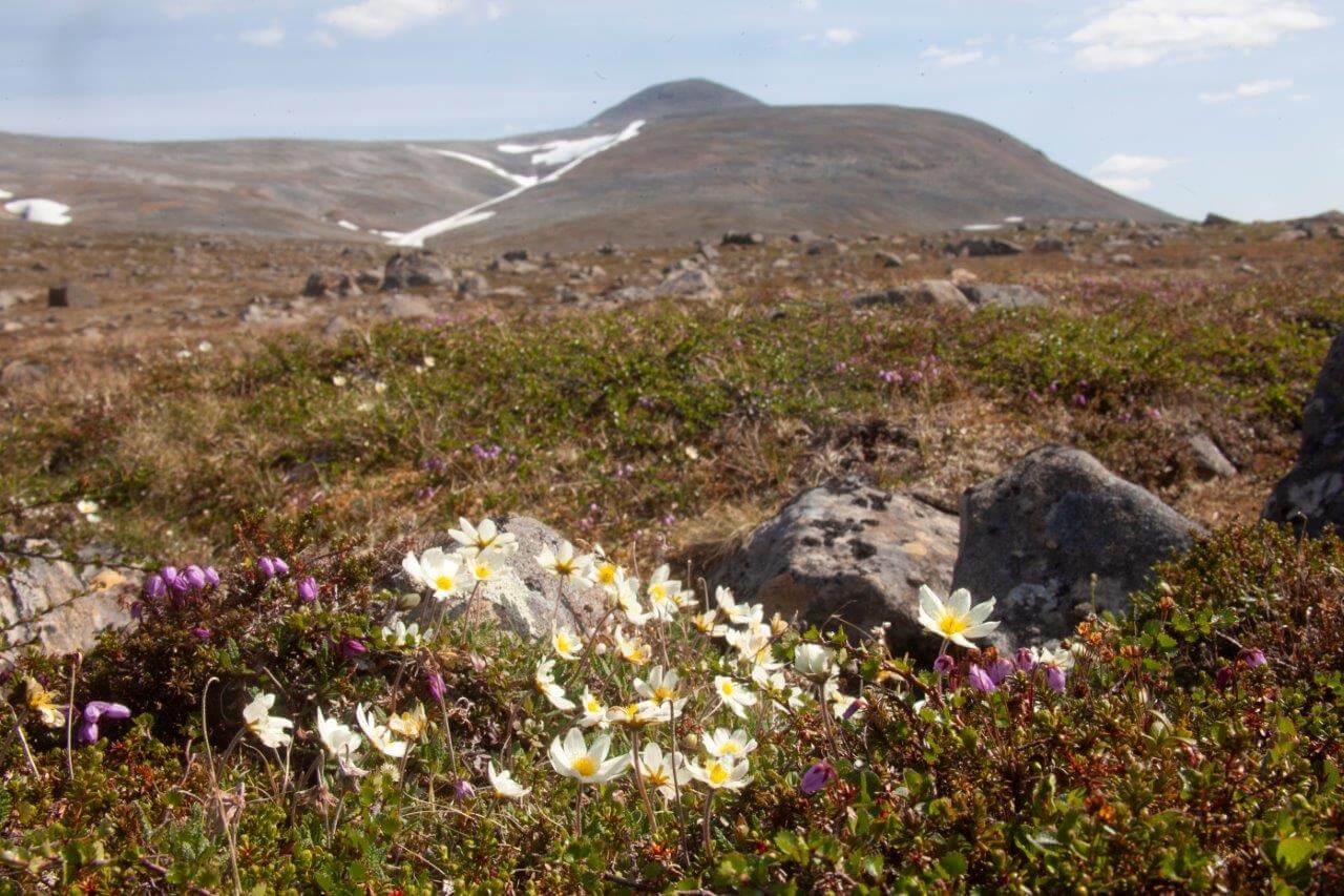 Geaidnojávrin laaksossa Rásttigáisálla on huumaavaa ja häkellyttävää kukkaloistoa alkukesällä juhannuksen aikoihin. Kuvat: Sauli Herva.