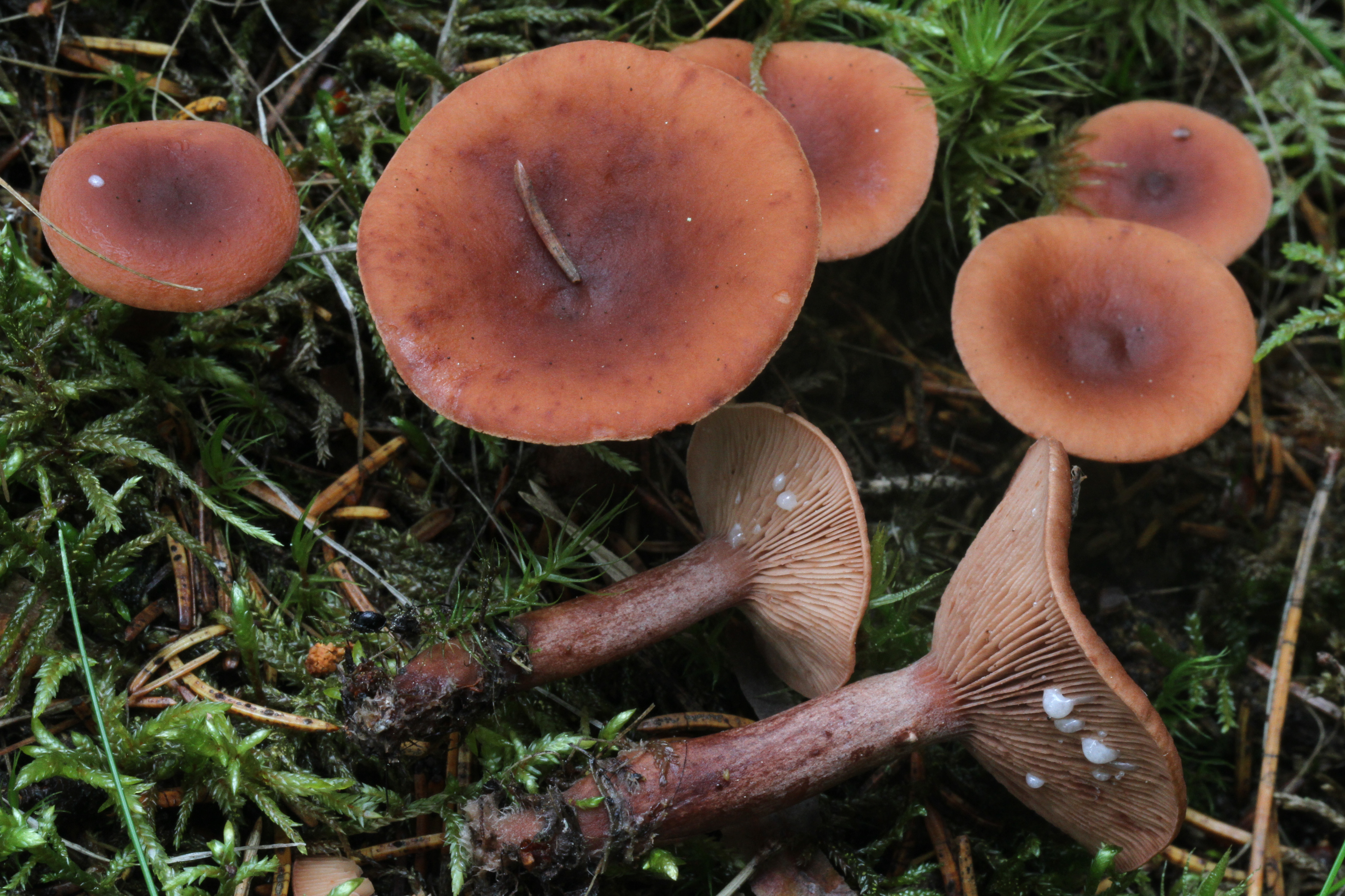 Sikurirousku on satoisimmillaan sammaleisissa ja ikääntyneissä kuusikoissa. Kuva: Lasse Kosonen.