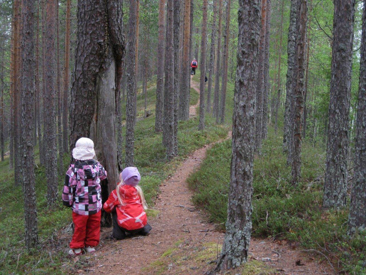 Ystävykset Sinisellä polulla ihmettelemässä vanhan metsäpalon jättämää palokoroa.