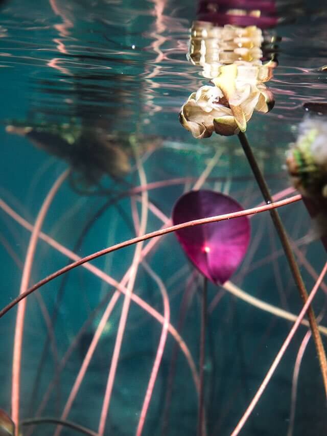 Someron Iso-Valkeella on tyynellä säällä mainion kirkas vesi. Tuulisuus on omiaan sotkemaan kirkastakin vettä. Kuva: Jonna Saari.