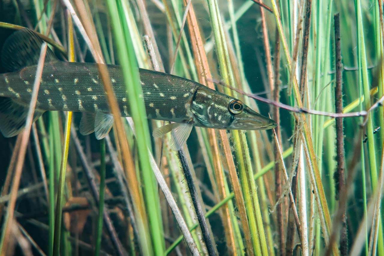 Pienet hauet ovat isoja varovaisempia. Tämä yksilö jännittää hieman ja hakee suojaa Iso-Melkuttimen kasveista. Kuva: Jonna Saari.