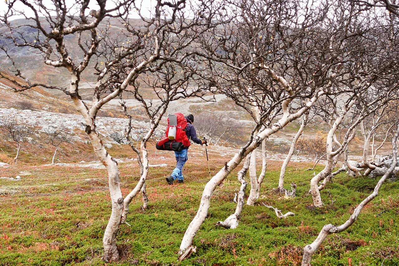 [04] Stabbursdalenissa vaelletaan maailman pohjoisimpien oravien ja kuukkeleiden seurassa. Kuva: Oula Niemelä.