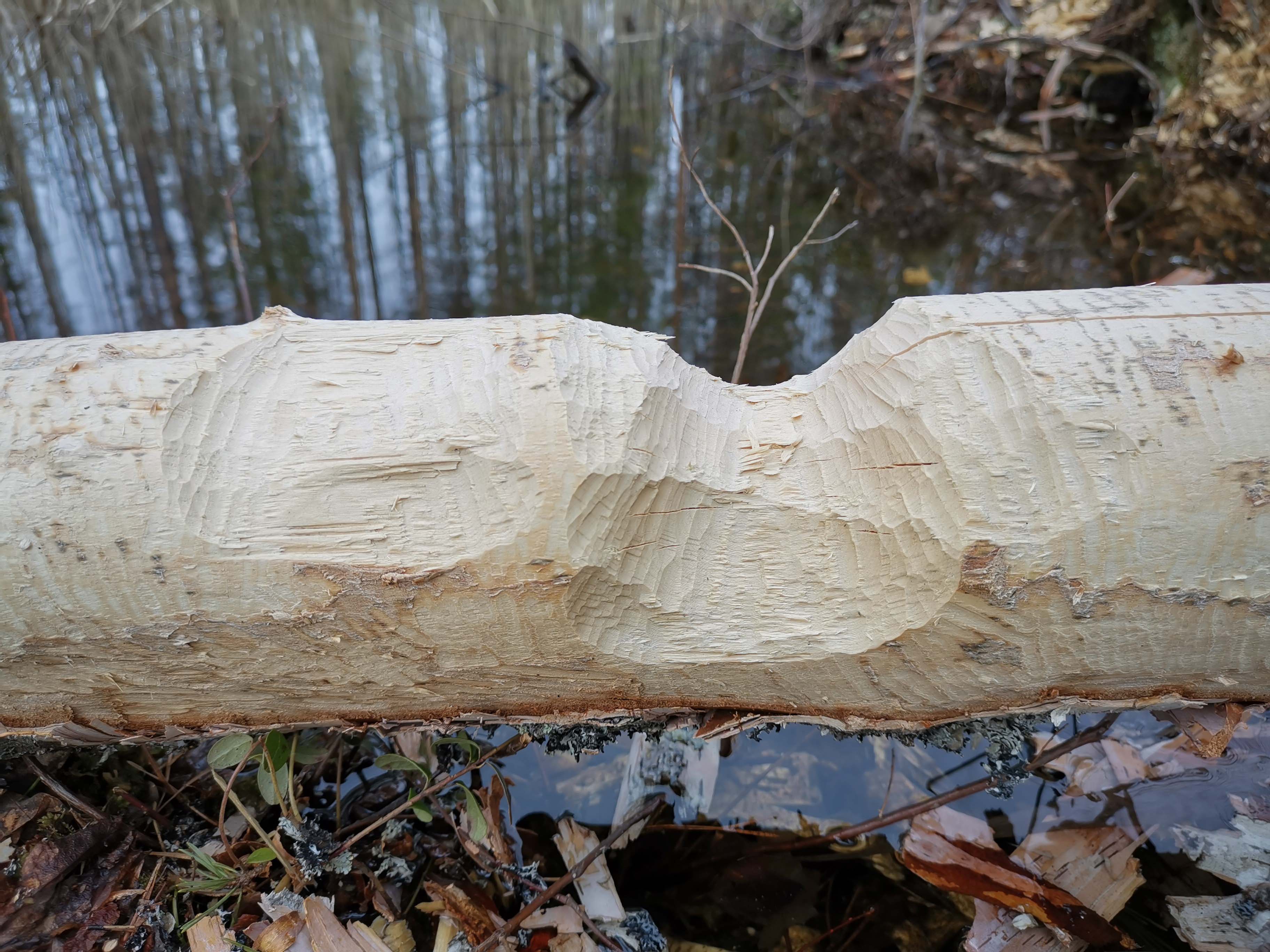 Reitillä törmää myös majavan jättämiin jälkiin.