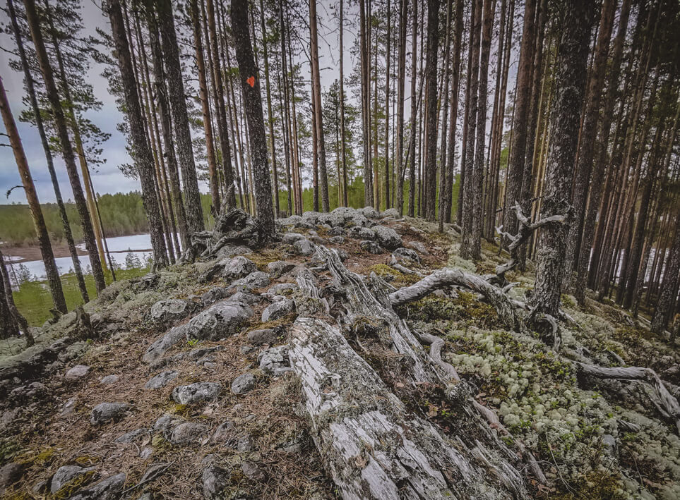 Reitillä on paljon vanhaa, kaunista metsää, mutta myös talousmetsän seassa kuljetaan.