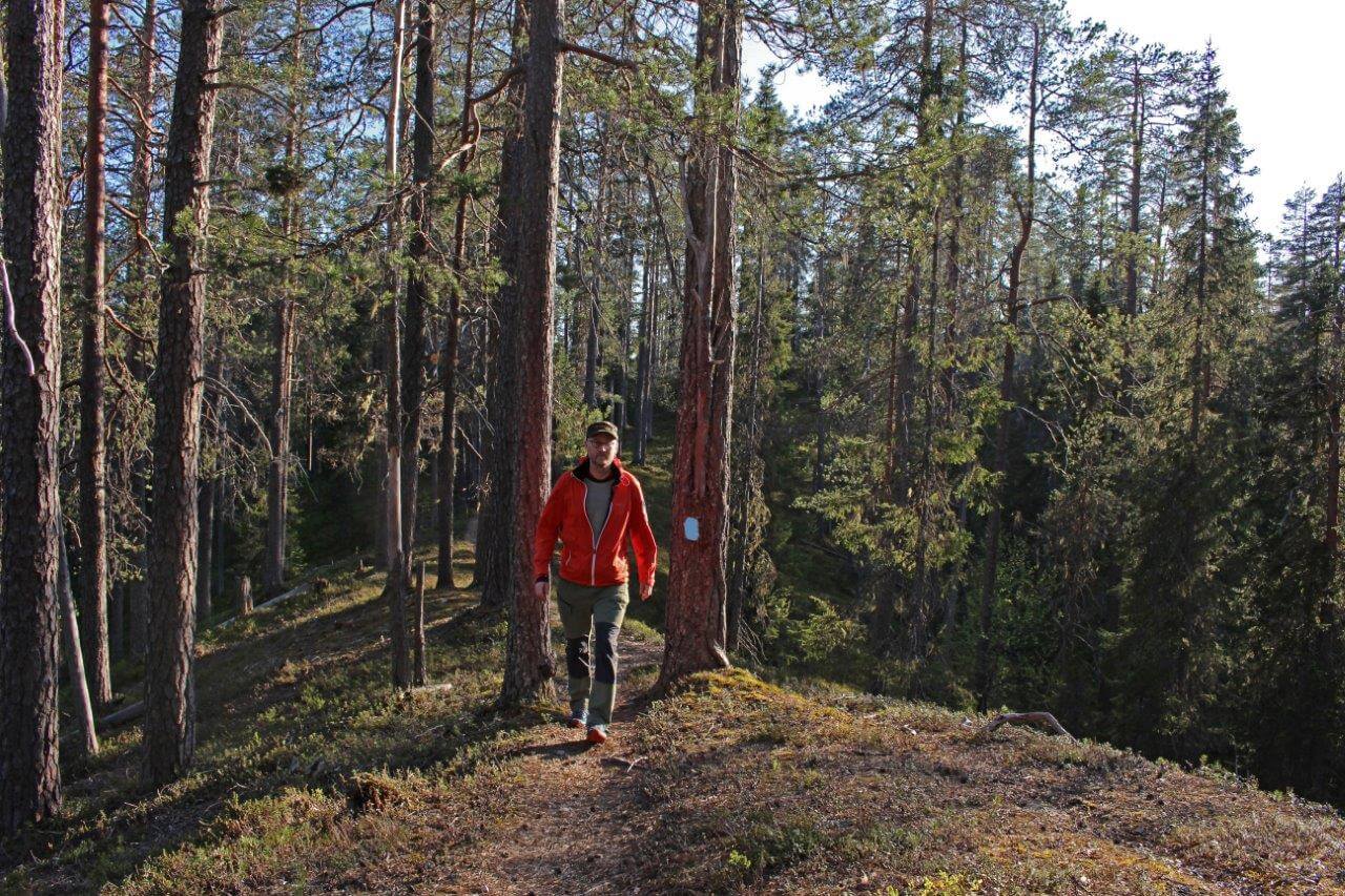 Taivalvaarassa on kymmeniä suppia, joiden lomitse polku kiemurtelee.