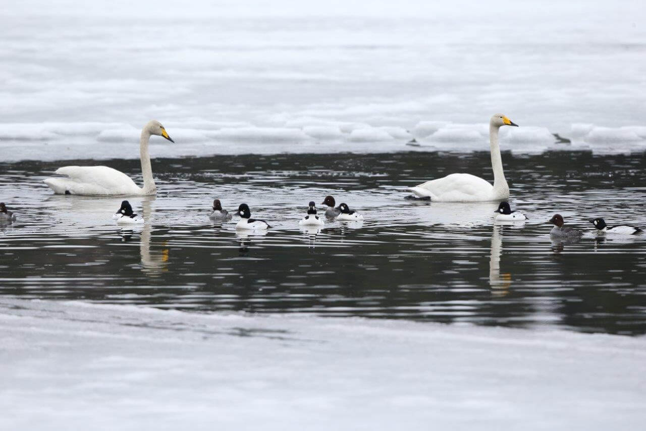 Nyt vesilintuja elää Suomessa mitätön murto-osa verrattuna vain vuosikymmentenkin takaisiin aikoihin. Kuva: Pertti Koskimies.